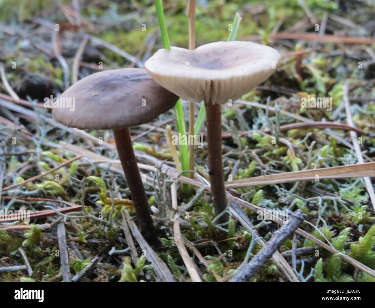 Una fotografia di una specie di funghi, scattata il 17 ottobre 2014, che ne illustra la struttura e l'ambiente in un ambiente naturale. Foto Stock