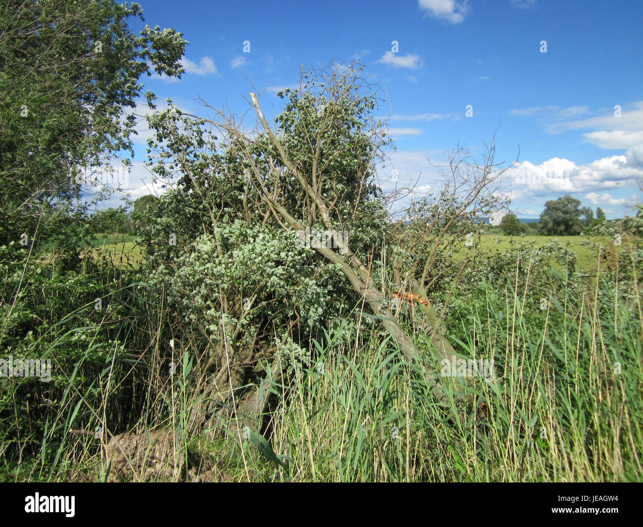 Un evento di danni da tempesta a Karl Ludwig SEE nel 2013 causò significative modifiche al paesaggio. L'evento ha influenzato la fauna locale e l'ambiente naturale, portando a cambiamenti nell'ecosistema locale. Foto Stock