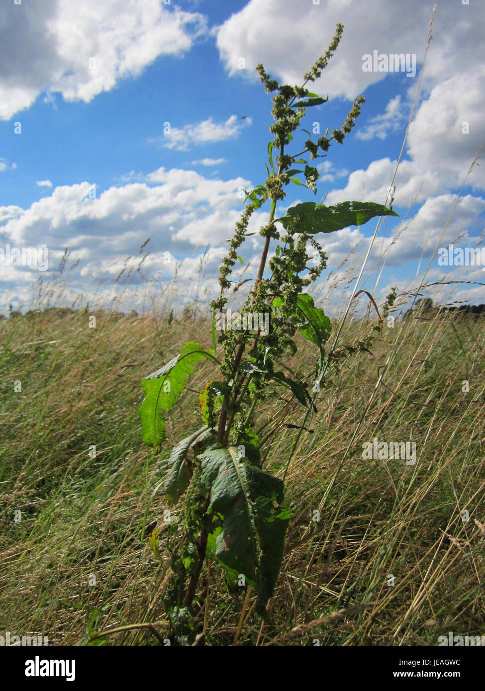 Questa immagine mostra la pianta Rumex, comunemente nota come bacino o sorrel, che cresce da Karl Ludwig SEE in Germania. La pianta è riconosciuta per le sue ampie foglie e si trova spesso nei campi e nei prati, contribuendo alla biodiversità locale. Foto Stock