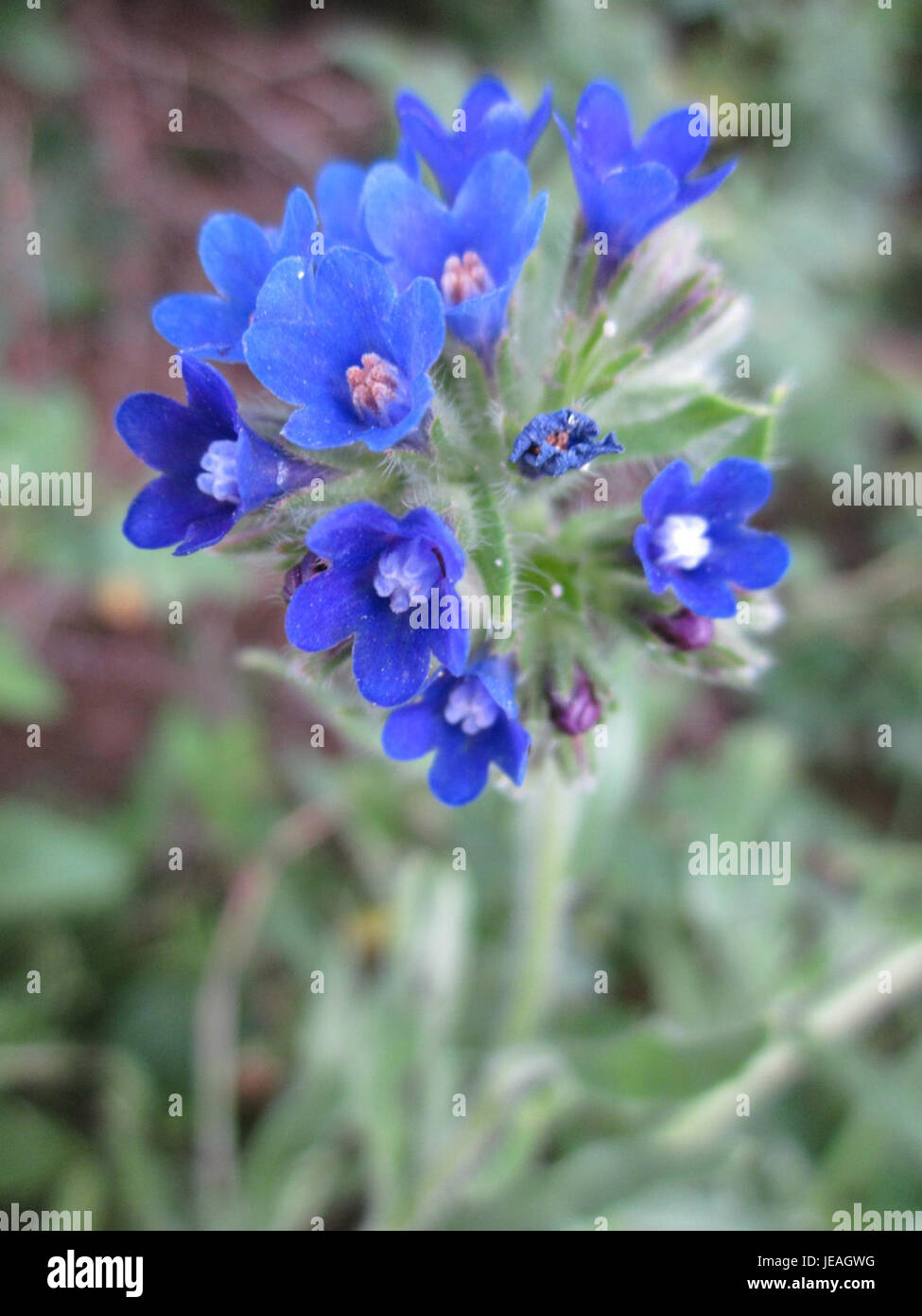 L'Anchusa officinalis, noto anche come bugloss comune, è una specie vegetale diffusa in Europa e in Asia. È riconosciuto per i suoi fiori blu e le sue proprietà medicinali, spesso utilizzati nei rimedi tradizionali a base di erbe e per attirare gli impollinatori. Foto Stock