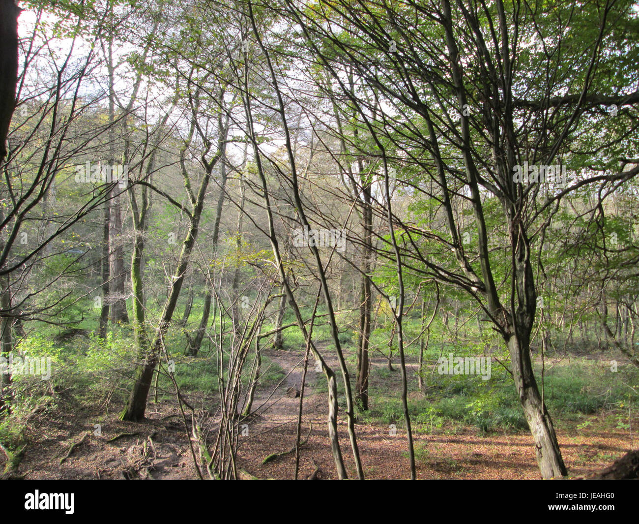 La fotografia raffigura una vista panoramica di Habsterwiesen, un'area verde vicino a Saarbrücken. Conosciuto per il suo paesaggio lussureggiante, il sito è spesso frequentato dagli appassionati della natura e offre diverse specie di flora e fauna selvatiche. Foto Stock