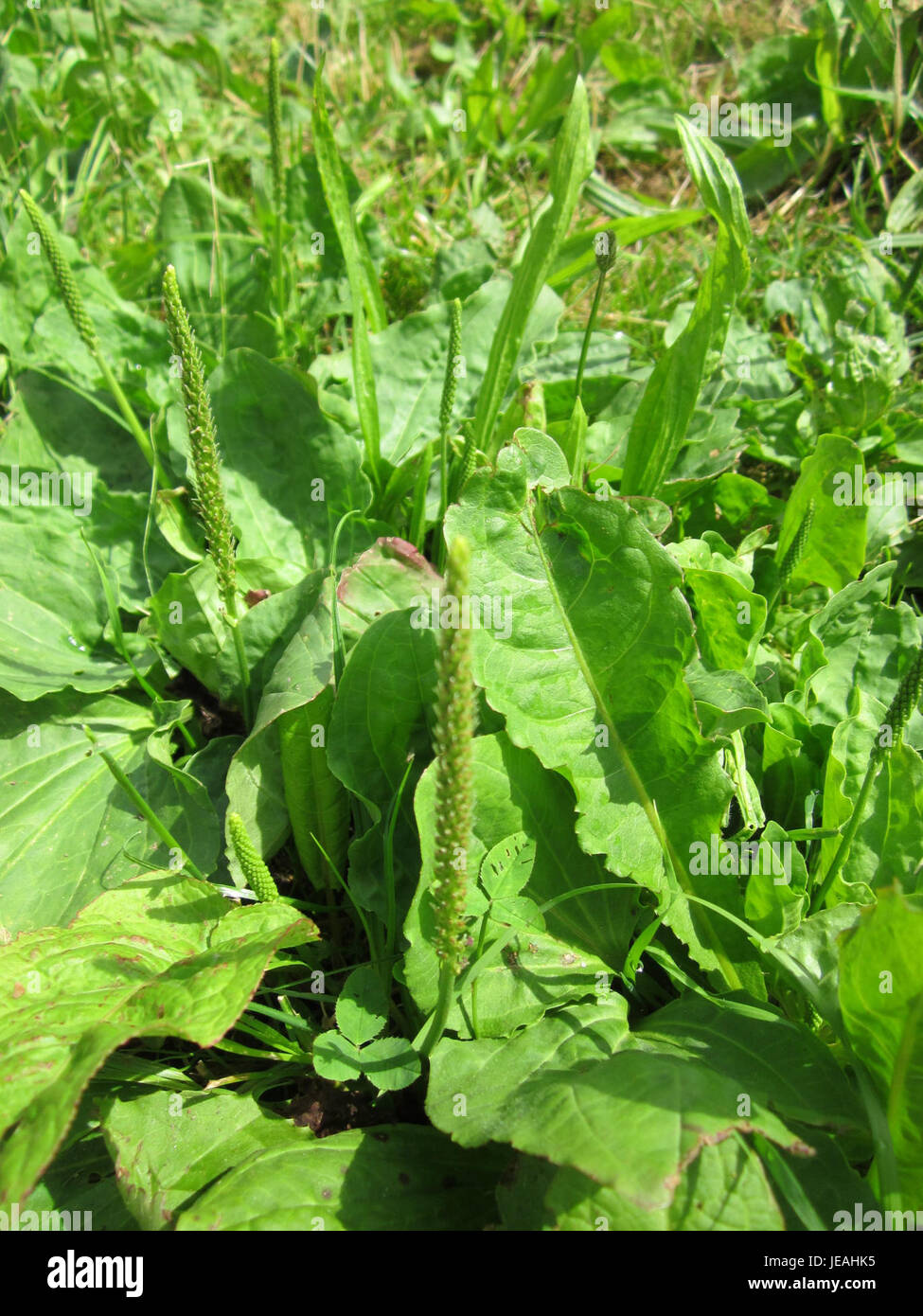Questa immagine mostra un pianone a foglia larga in fiore (Plantago Major) a Saarbrücken, Germania. La pianta si trova comunemente in prati, strade e aree disturbate, ed è nota per le sue foglie larghe e teste di fiori simili a punte. Ha proprietà medicinali ed è spesso usato nei rimedi a base di erbe. Foto Stock