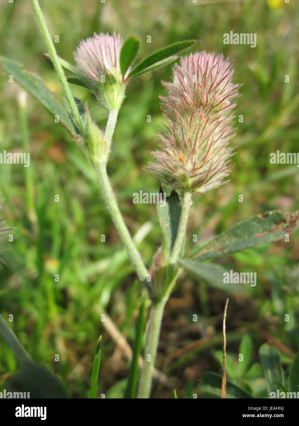 Hasenklee, noto anche come Hop Trefoil, è uno stabilimento situato a Reilingen, in Germania. È noto per i suoi piccoli fiori gialli e per gli usi medicinali, spesso utilizzati nei rimedi tradizionali a base di erbe per le sue proprietà calmanti. Foto Stock