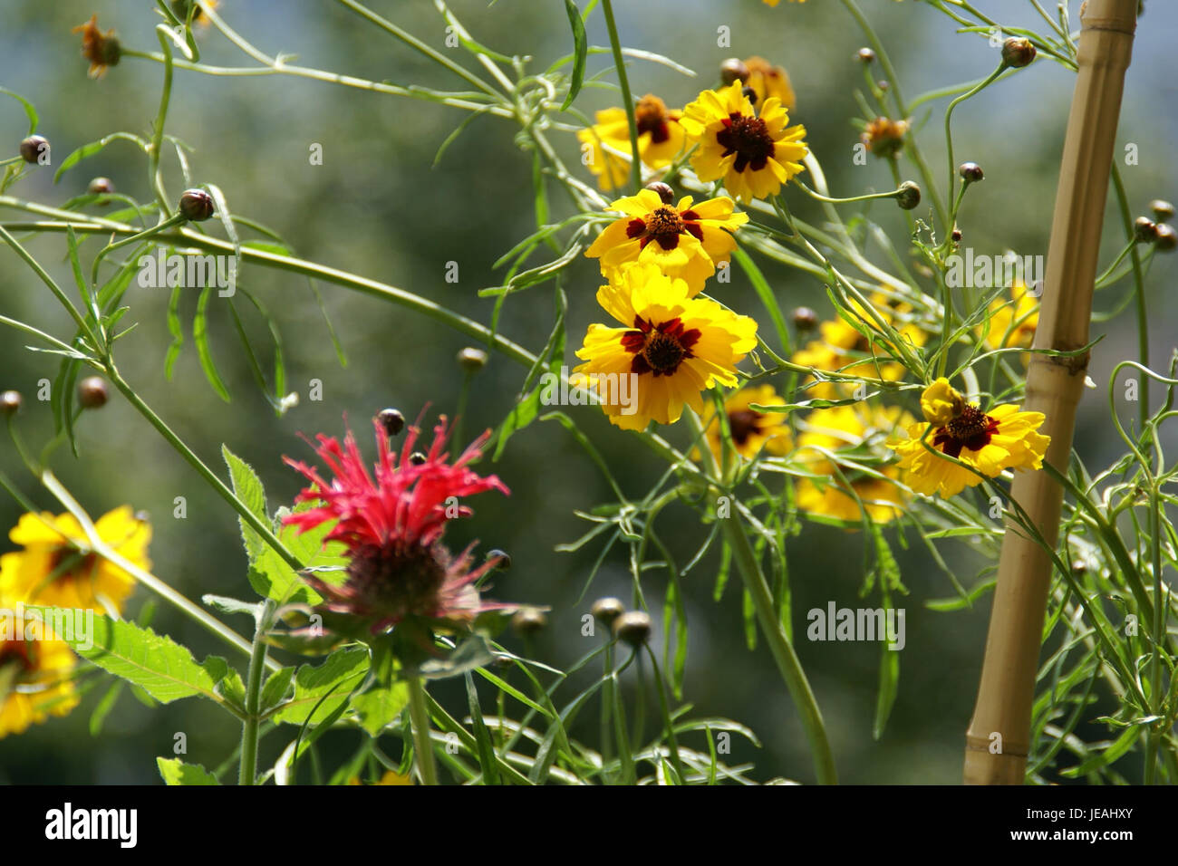 La Coreopsis tinctoria, nota anche come Plains Coreopsis, è una pianta fiorita che si trova in Nord America. Questa specie è riconosciuta per i suoi fiori gialli e per il suo uso nei rimedi tradizionali a base di erbe. Foto Stock