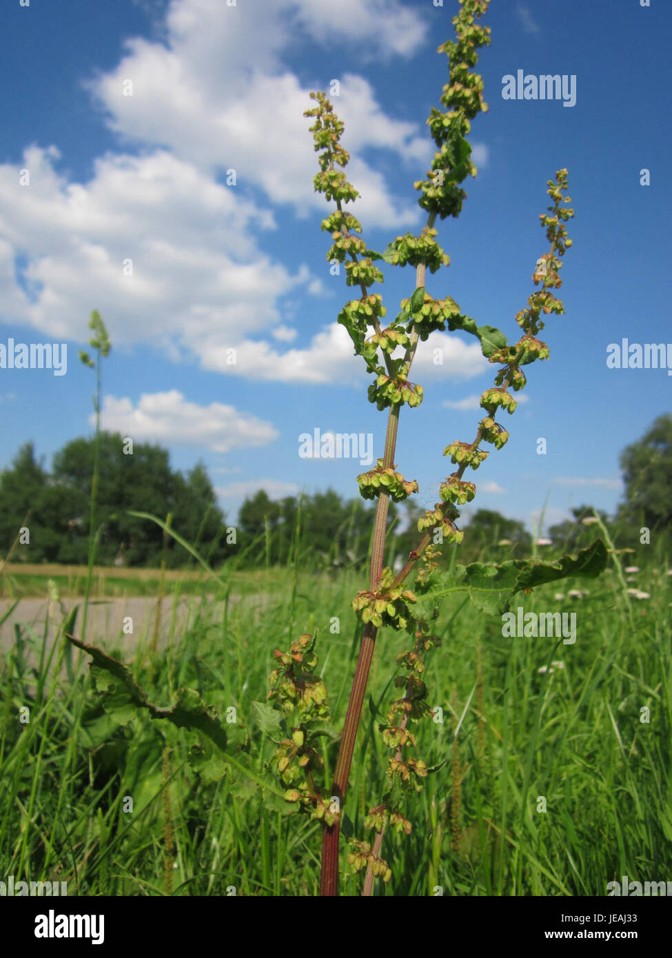 Lo Stumpfer Ampfer, o sorrel dalle foglie smussate, è una pianta erbacea che si trova a Hockenheim, in Germania. È noto per le sue caratteristiche foglie larghe e il gusto aspro, spesso utilizzato in piatti culinari o rimedi a base di erbe. Foto Stock
