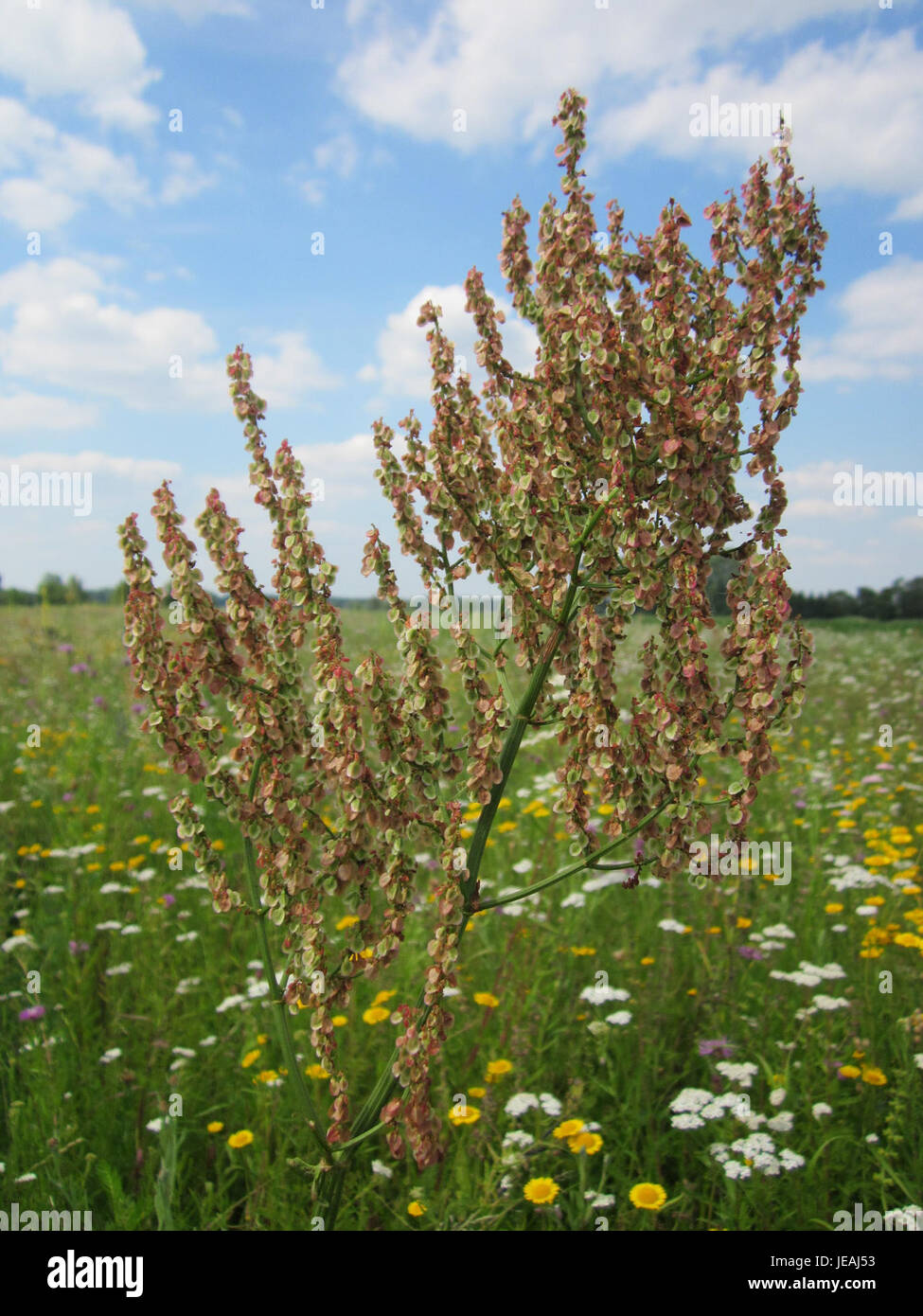 Ampfer, comunemente noto come sorrel, è una specie di piante che si trova nella regione di Hockenheim. È caratterizzato dalle foglie acide e piccanti, spesso utilizzate in applicazioni culinarie e rimedi a base di erbe. Foto Stock