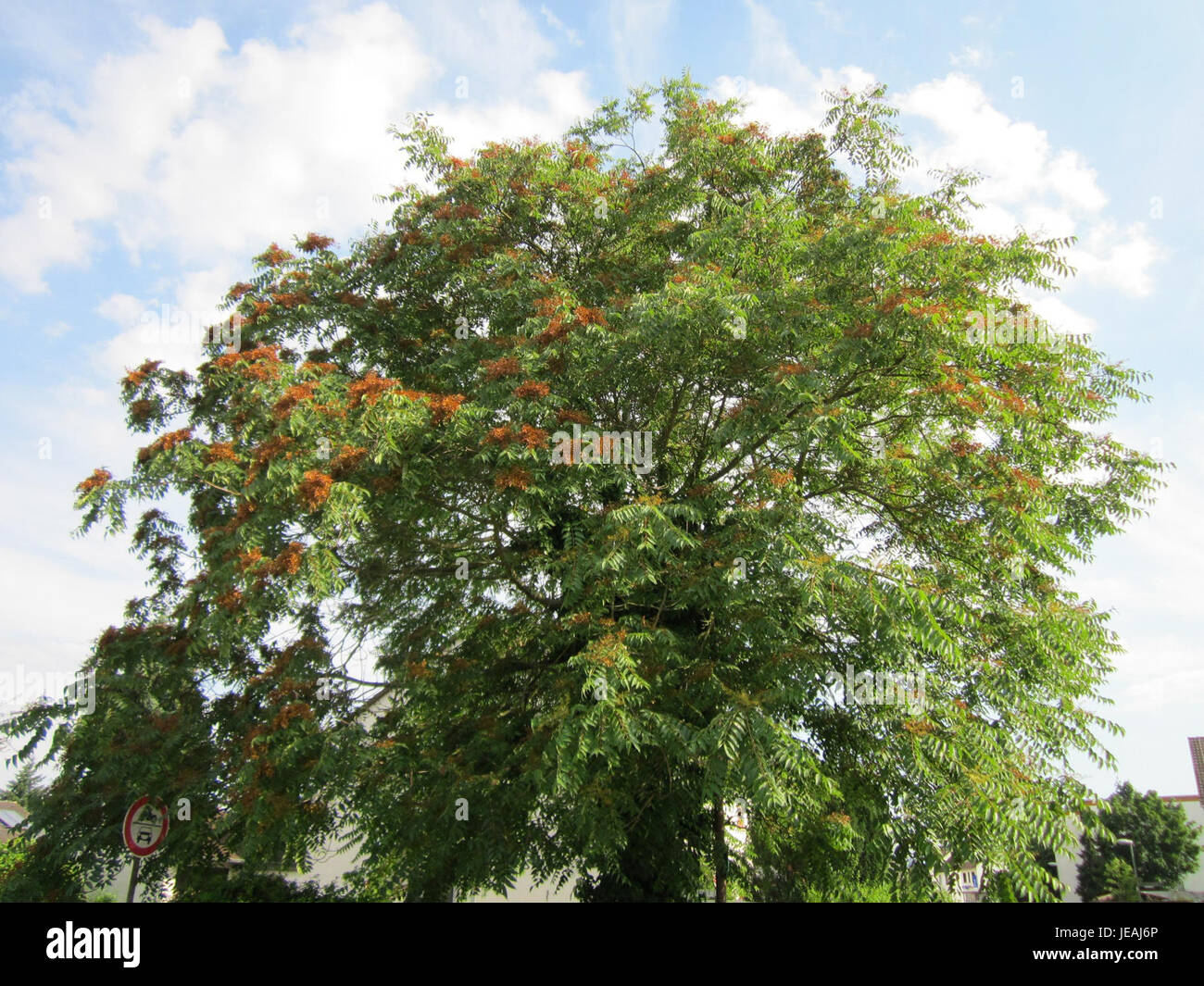 Questa immagine mostra Goetterbaum, un tipo di albero o pianta, situato a Hockenheim. Nota per i suoi modelli di crescita unici, Goetterbaum contribuisce al paesaggio e all'ecologia locale. Foto Stock