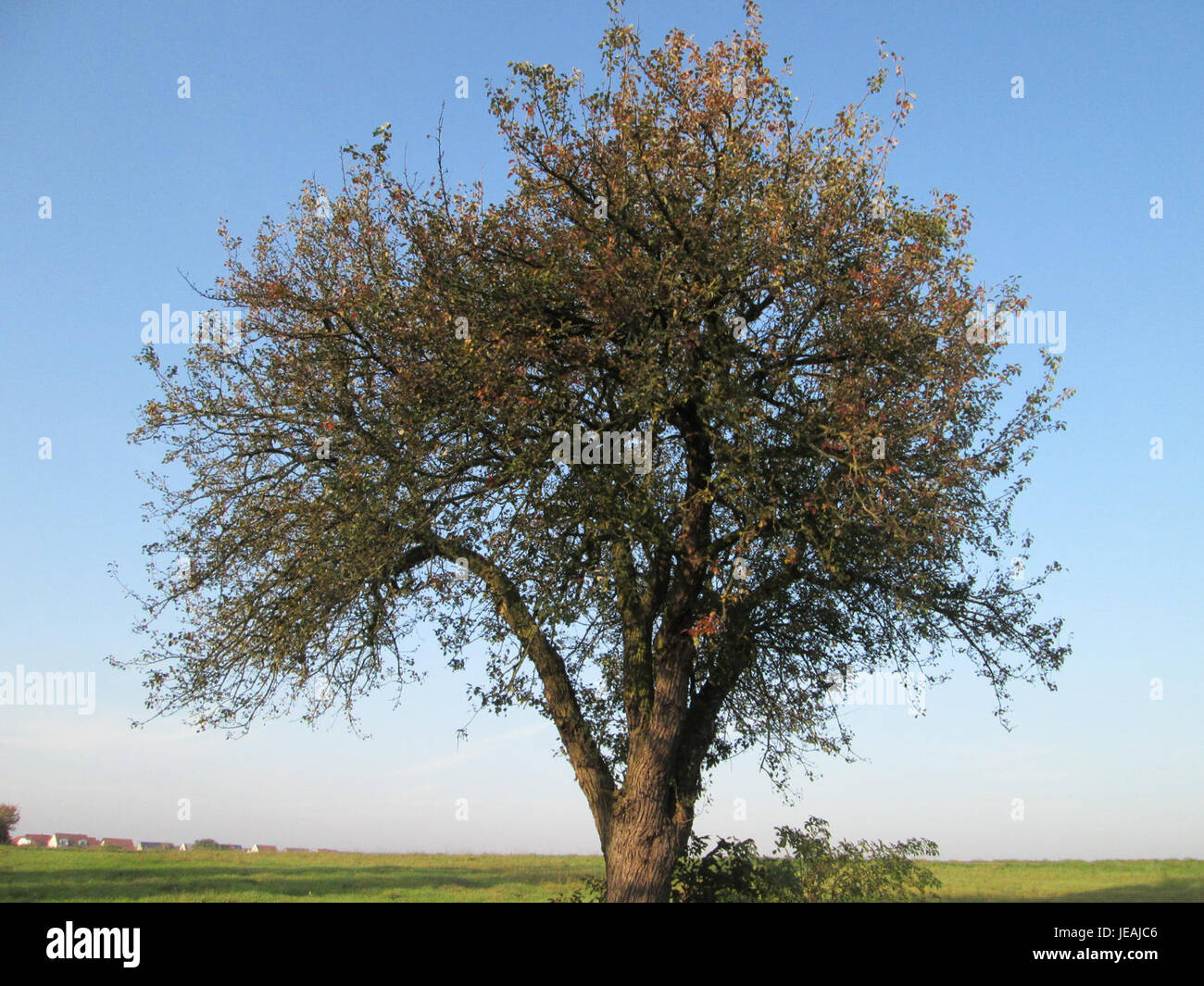 Una fotografia di una pera (Birne) scattata a Hockenheim, Germania, che mostra la maturazione e la qualità del frutto. Le pere sono coltivate in climi temperati e sono un frutto popolare nell'agricoltura europea. Foto Stock
