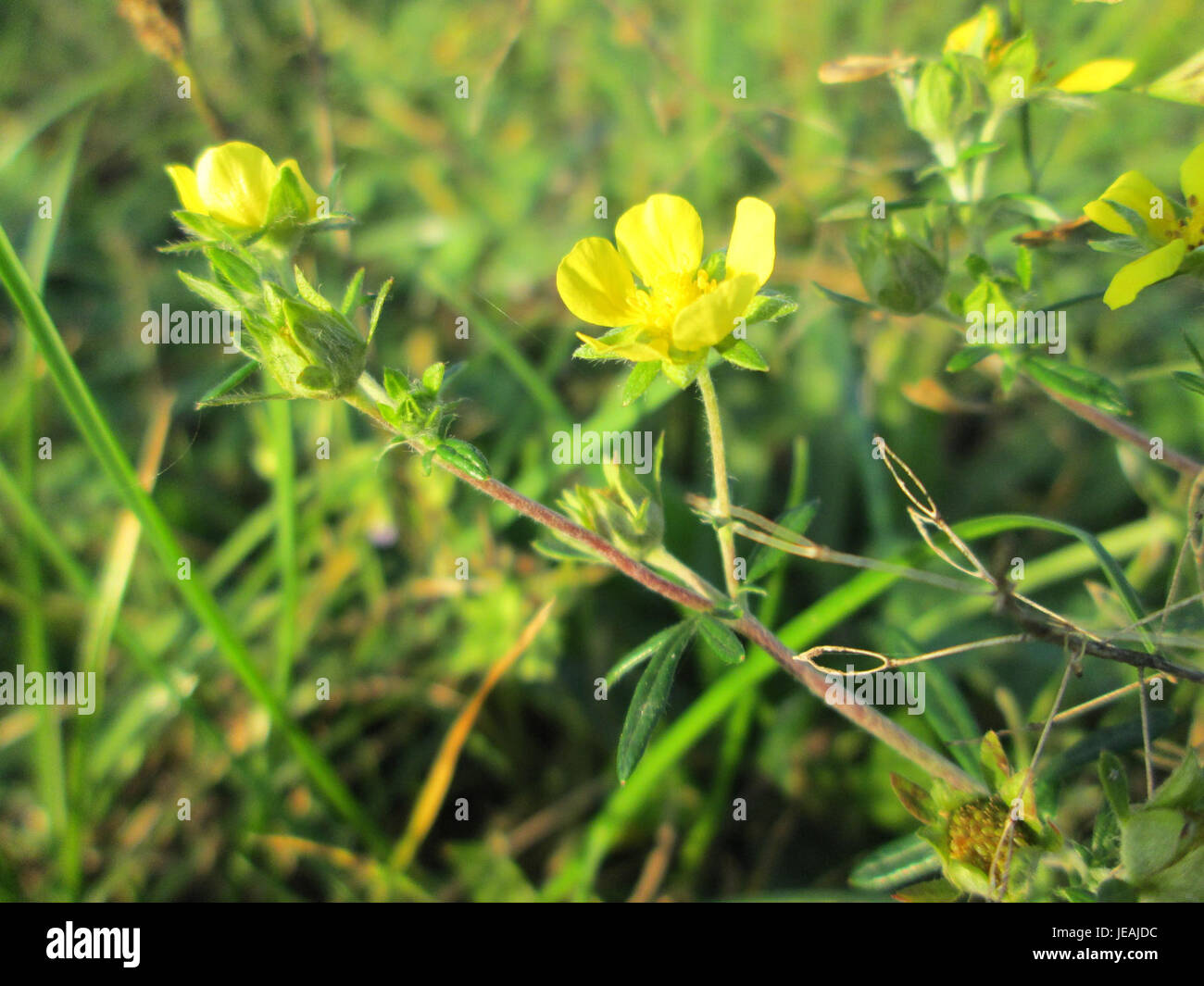 La Potentilla argentea, nota anche come cinquefoil d'argento, è una specie vegetale originaria dell'Europa e dell'Asia. È riconosciuta per le sue foglie argentee e i fiori gialli, spesso presenti su terreni secchi e sabbiosi. Foto Stock