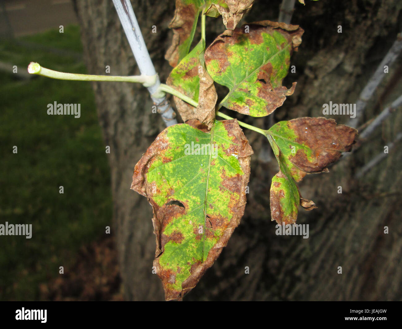 Una foto scattata il 3 novembre 2014 mostra Acer negundo, noto anche come l'albero dei pugili. L'albero è identificato dalle sue caratteristiche foglie composte e dalla sua natura in rapida crescita. Foto Stock