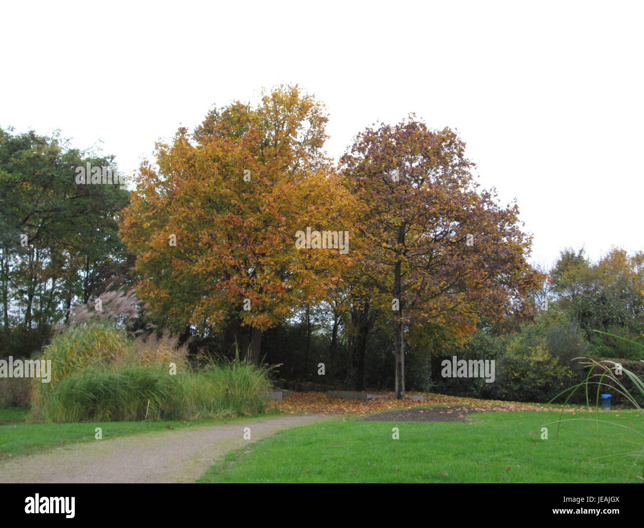 Acer platanoides, comunemente noto come acero di Norvegia, è stato osservato il 3 novembre 2014, mostrando le sue foglie distintive e il suo ruolo nel paesaggio urbano e nella silvicoltura. Foto Stock