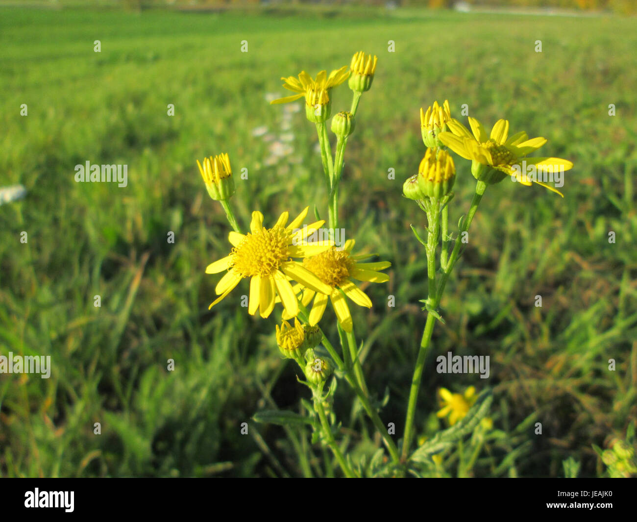 La Jacobaea vulgaris, comunemente nota come ragwort, è una specie vegetale riconosciuta per i suoi fiori gialli brillanti. Si trova comunemente nei prati europei e ha notevoli proprietà medicinali ed ecologiche. Foto Stock