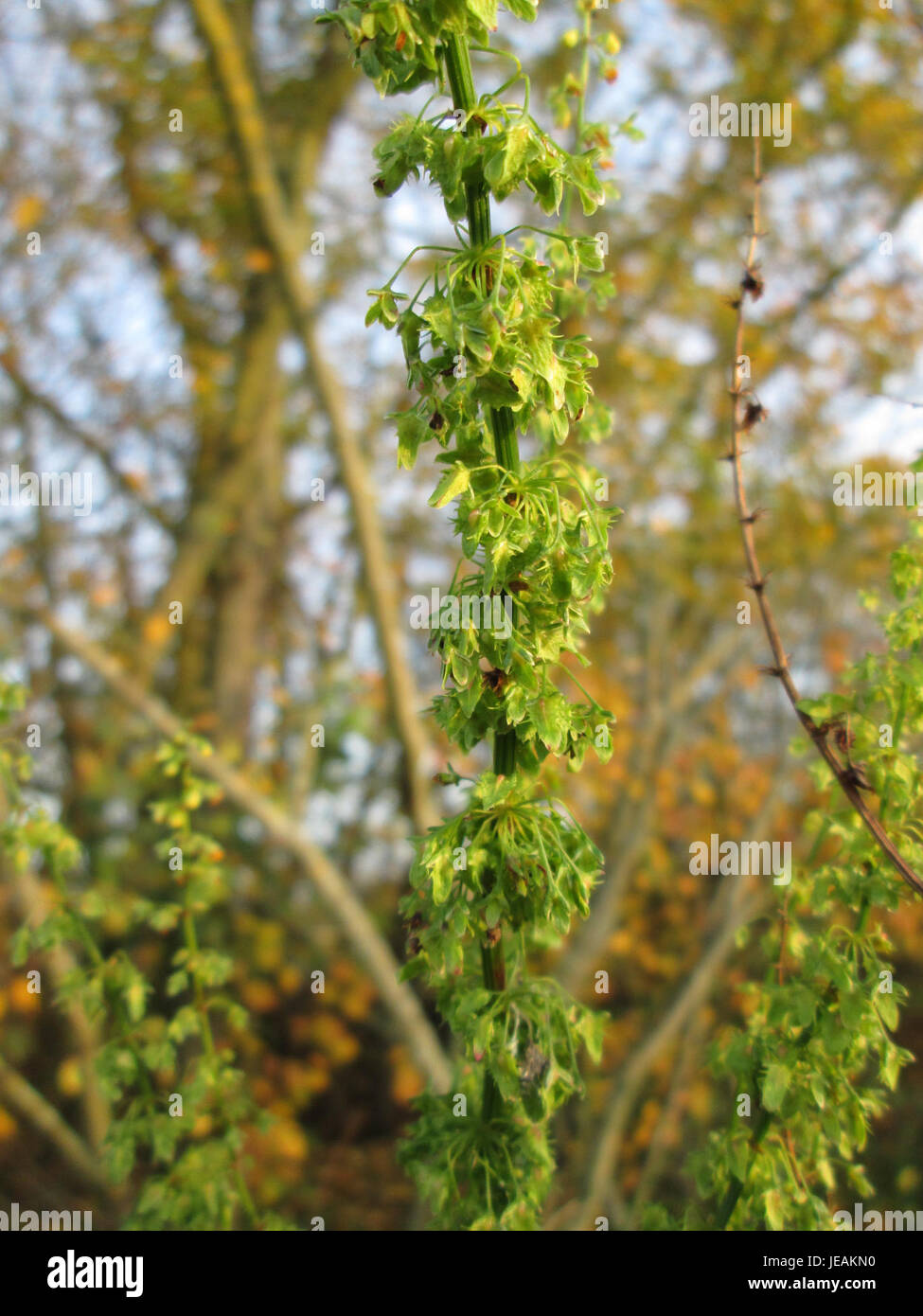 Il Rumex obtusifolius, comunemente noto come bacino a foglia larga, è una specie vegetale della famiglia del grano saraceno. È caratterizzata da foglie larghe e di grandi dimensioni e si trova in varie regioni, in particolare nei suoli disturbati. Foto Stock