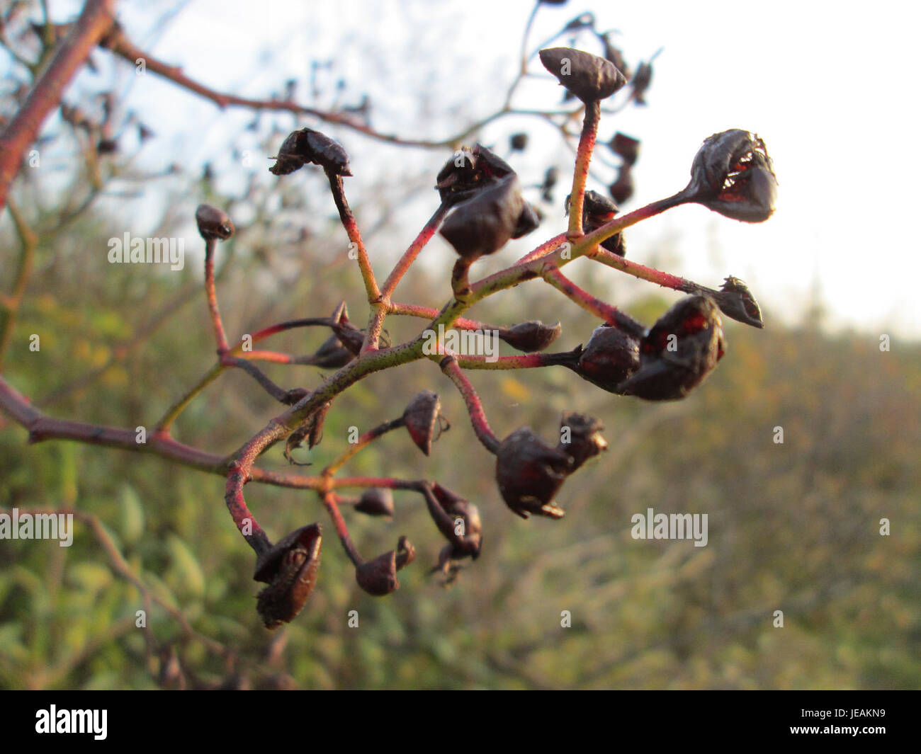 Rosa multiflora, una specie di rosa selvatica, è nota per la sua rapida crescita e la sua presenza diffusa in aree disturbate. È spesso visto come una specie invasiva in alcuni ambienti. Foto Stock