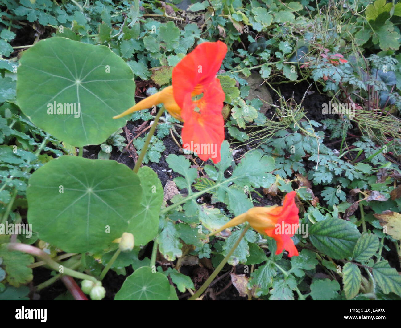 Il Tropaeolum majus, comunemente noto come nasturtium, è una pianta ornamentale in fiore originaria del Sud America. È conosciuta per i suoi fiori vivaci e vivaci, le foglie e i fiori commestibili, spesso utilizzati nelle insalate e come pianta decorativa. Foto Stock