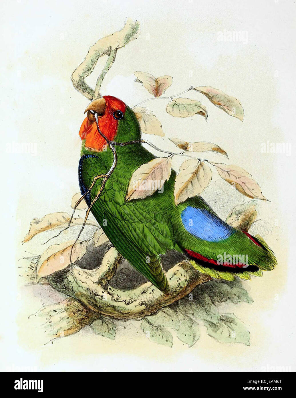 Agapornis pullarius, noto anche come uccello d'oro dal collo giallo, è una specie di pappagallo nativo dell'Africa. L'immagine raffigura il piumaggio luminoso e il caratteristico collare dell'uccello. Foto Stock