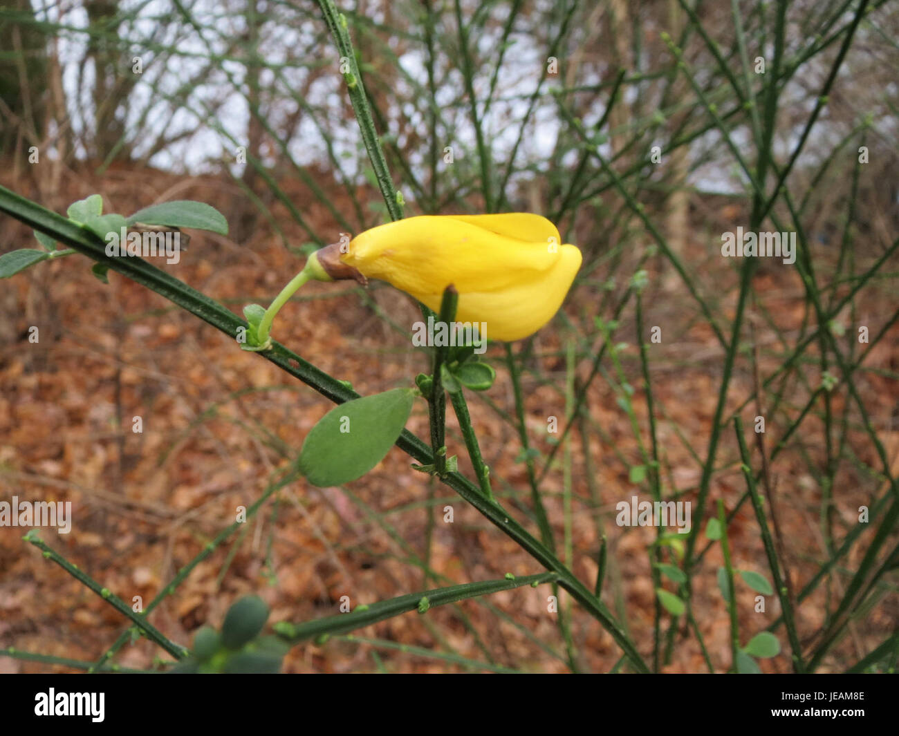 Un'immagine botanica di Cytisus scoparius, comunemente nota come scopa scozzese, scattata il 24 dicembre 2014. La pianta è nota per i suoi fiori gialli luminosi e per il suo uso nell'architettura paesaggistica. Foto Stock