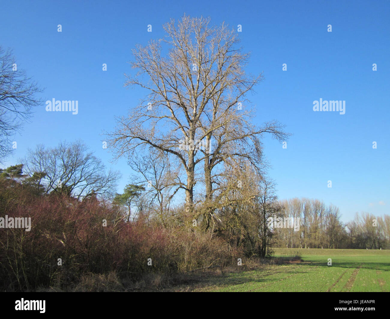 Lo Spaten 08, catturato nel febbraio 2013, è una vanga utilizzata nel giardinaggio o nel paesaggio. Il suo design è caratterizzato da una lama appuntita, ideale per lo scavo e lo spostamento del suolo. Foto Stock