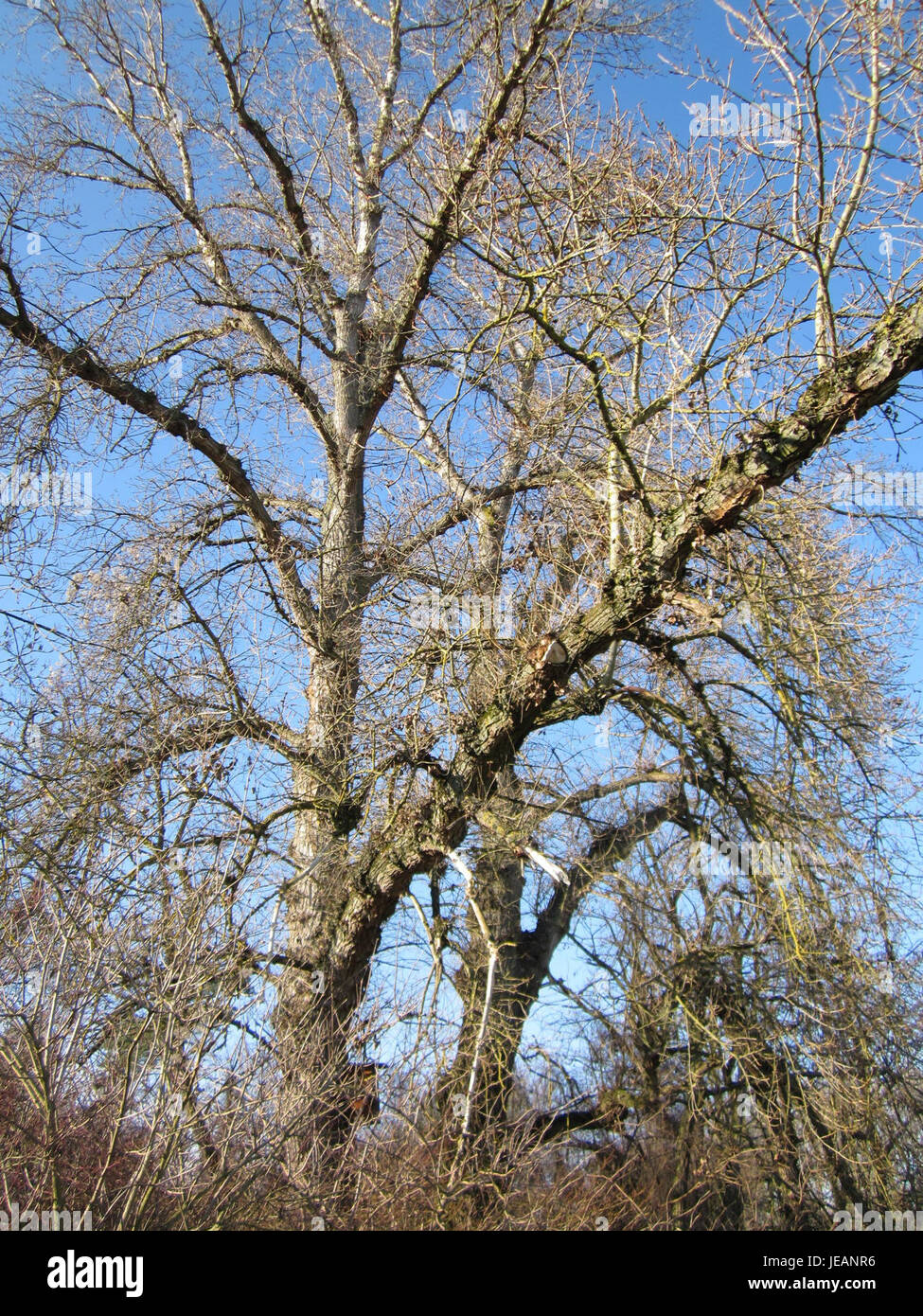 L'etichetta della birra Spaten del febbraio 2013 mostra la lunga storia del marchio nella produzione di birra, conosciuta per le sue birre tradizionali in stile Monaco e le iconiche varietà lager. Foto Stock