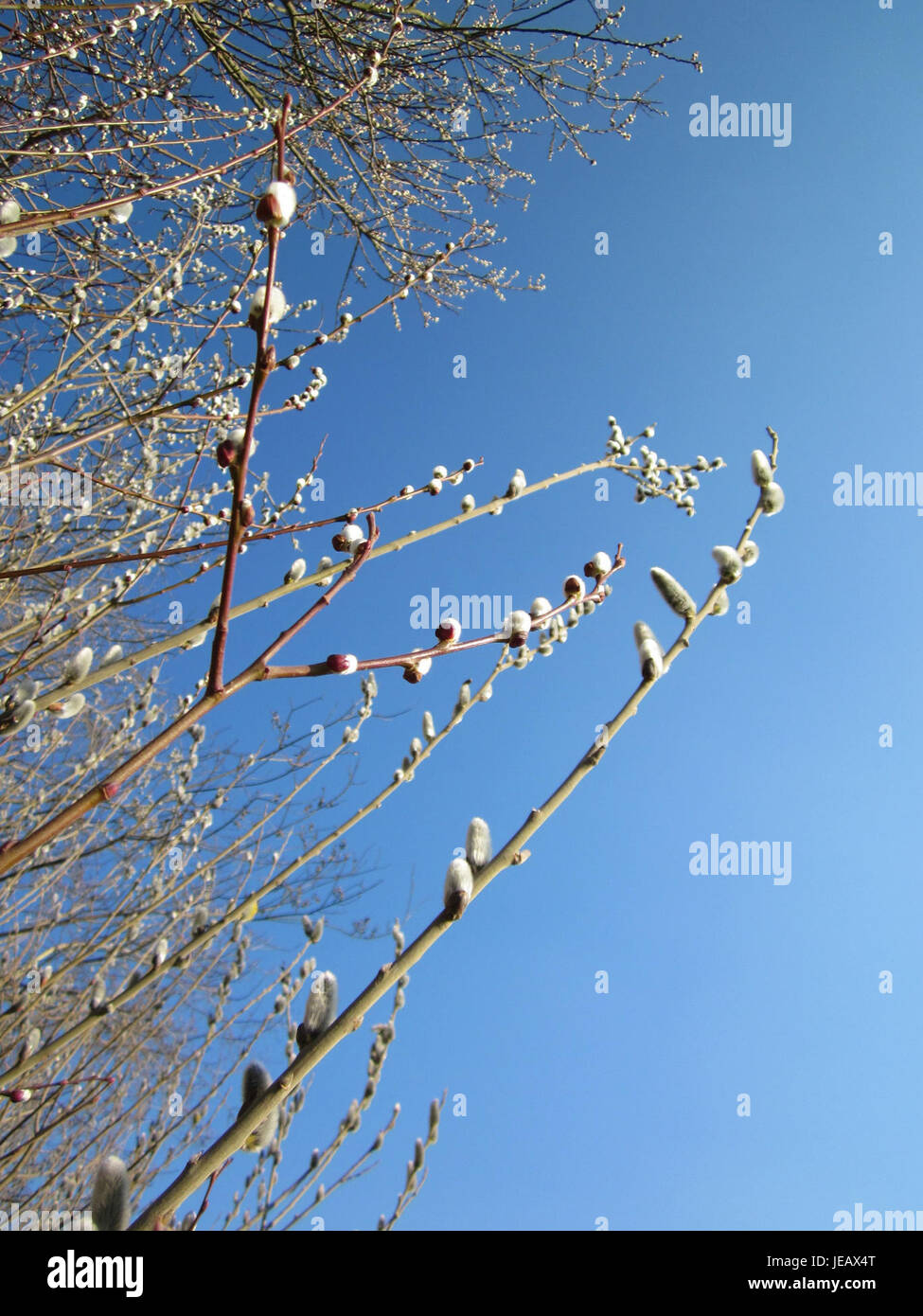 Il Salweide Hockenheim si riferisce a un luogo vicino all'Hockenheimring, un famoso circuito automobilistico tedesco. L'area è conosciuta per la sua campagna panoramica, che offre un mix di natura e cultura degli sport motoristici, offrendo una destinazione popolare sia per gli appassionati di sport motoristici che per i turisti. Foto Stock