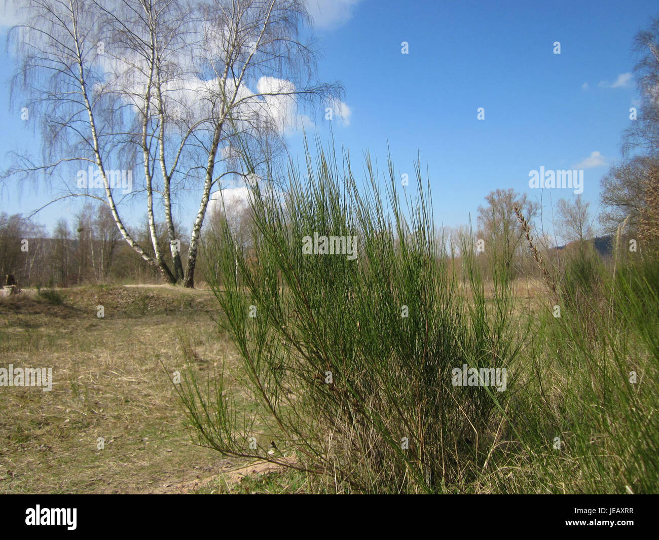 Questa immagine, scattata il 7 aprile 2013, mostra il St. Arnualer Wiesen, un'area verde aperta o prato in una regione, probabilmente vicino a un villaggio o a una città. Cattura il tranquillo paesaggio naturale. Foto Stock