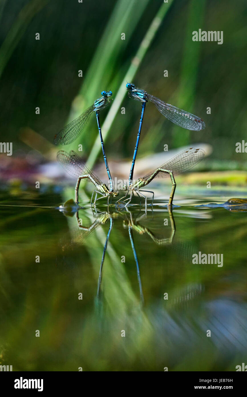 L'accoppiamento damselfly bianco-legato sulla superficie del fiume Foto Stock