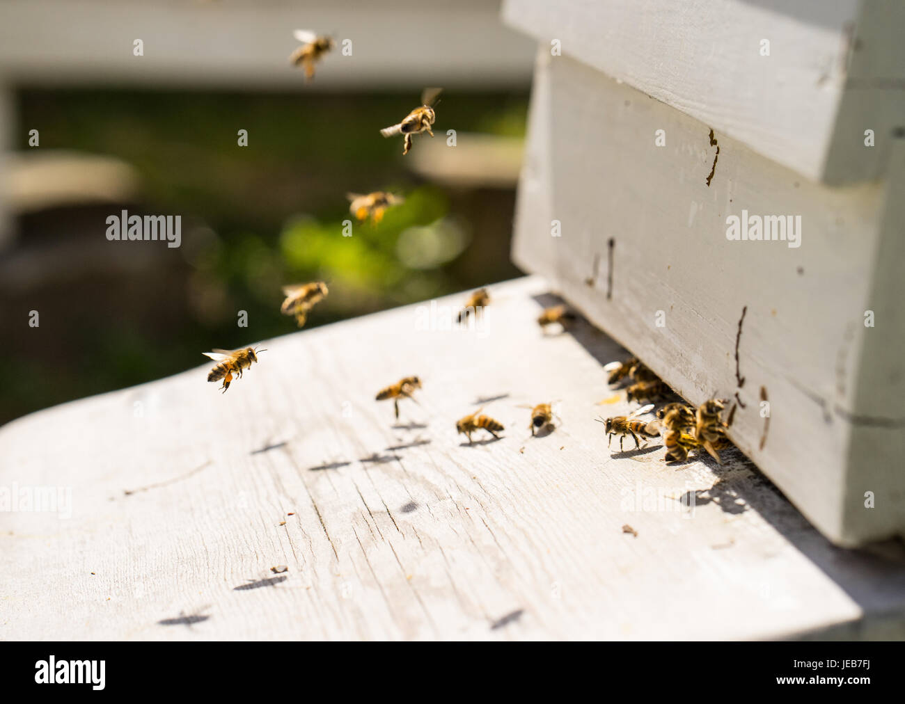 Close up di api battenti in e fuori della loro alveari. Alcune delle api portano golden grumi di polline sulle loro gambe Foto Stock