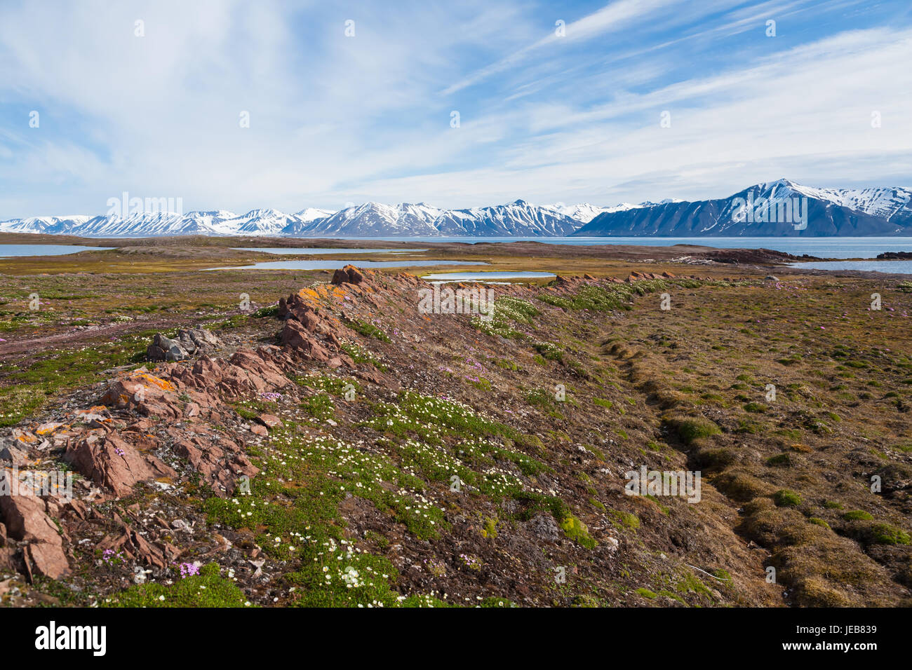 Un costone di roccia inclinato e le curve round in una baia vicino Makeøyane in Spitzbergen. Cuscini di piccoli fiori selvaggi crescono nel suo rifugio. Foto Stock
