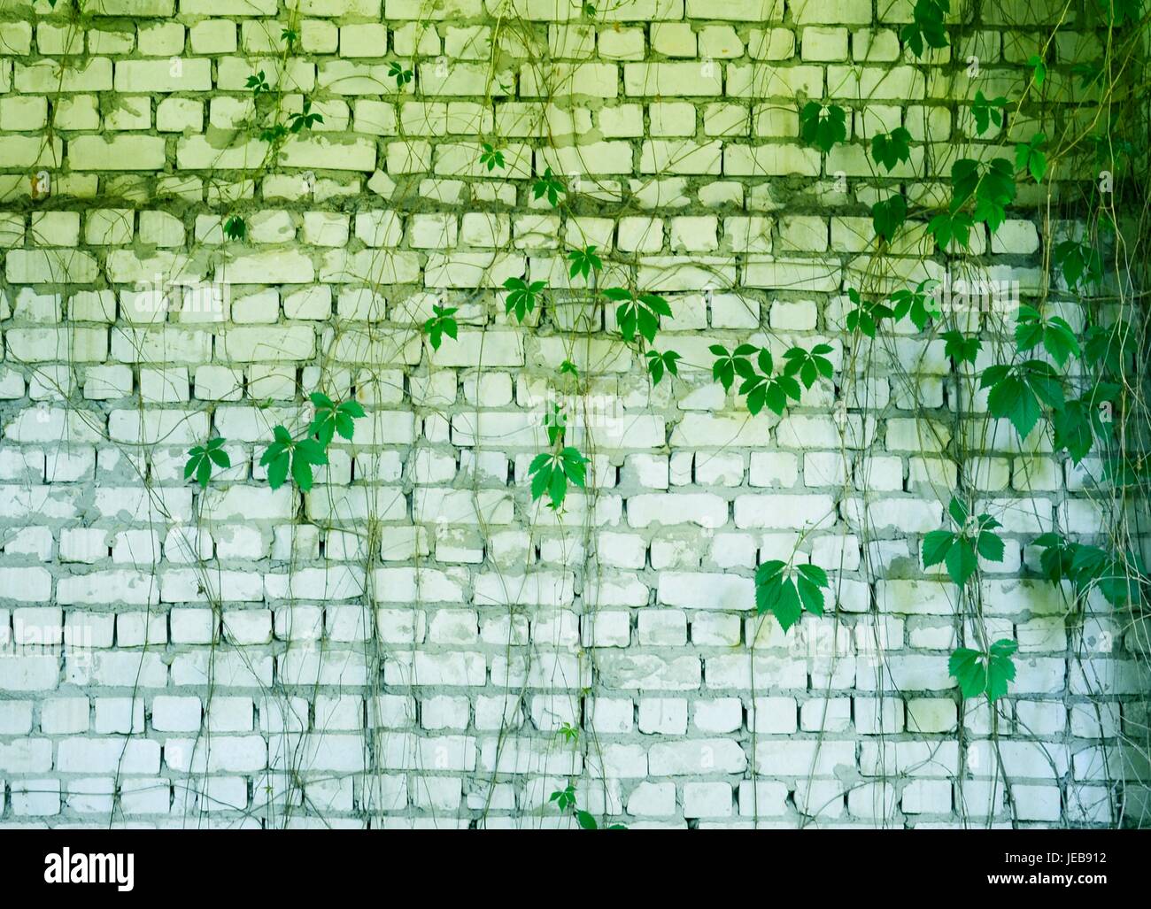 Muro di mattoni con ricoperta di edera Foto Stock