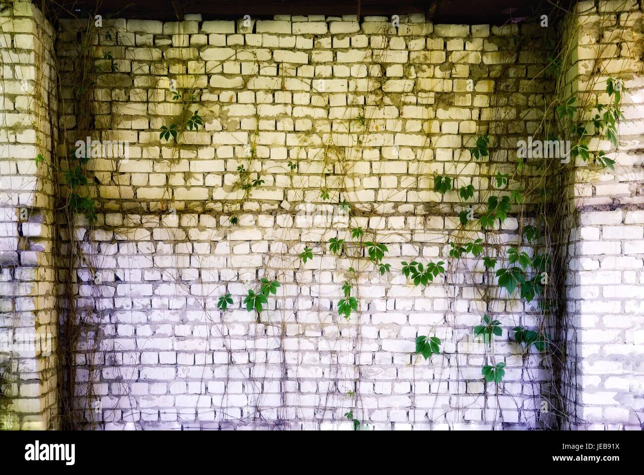 Muro di mattoni con ricoperta di edera Foto Stock