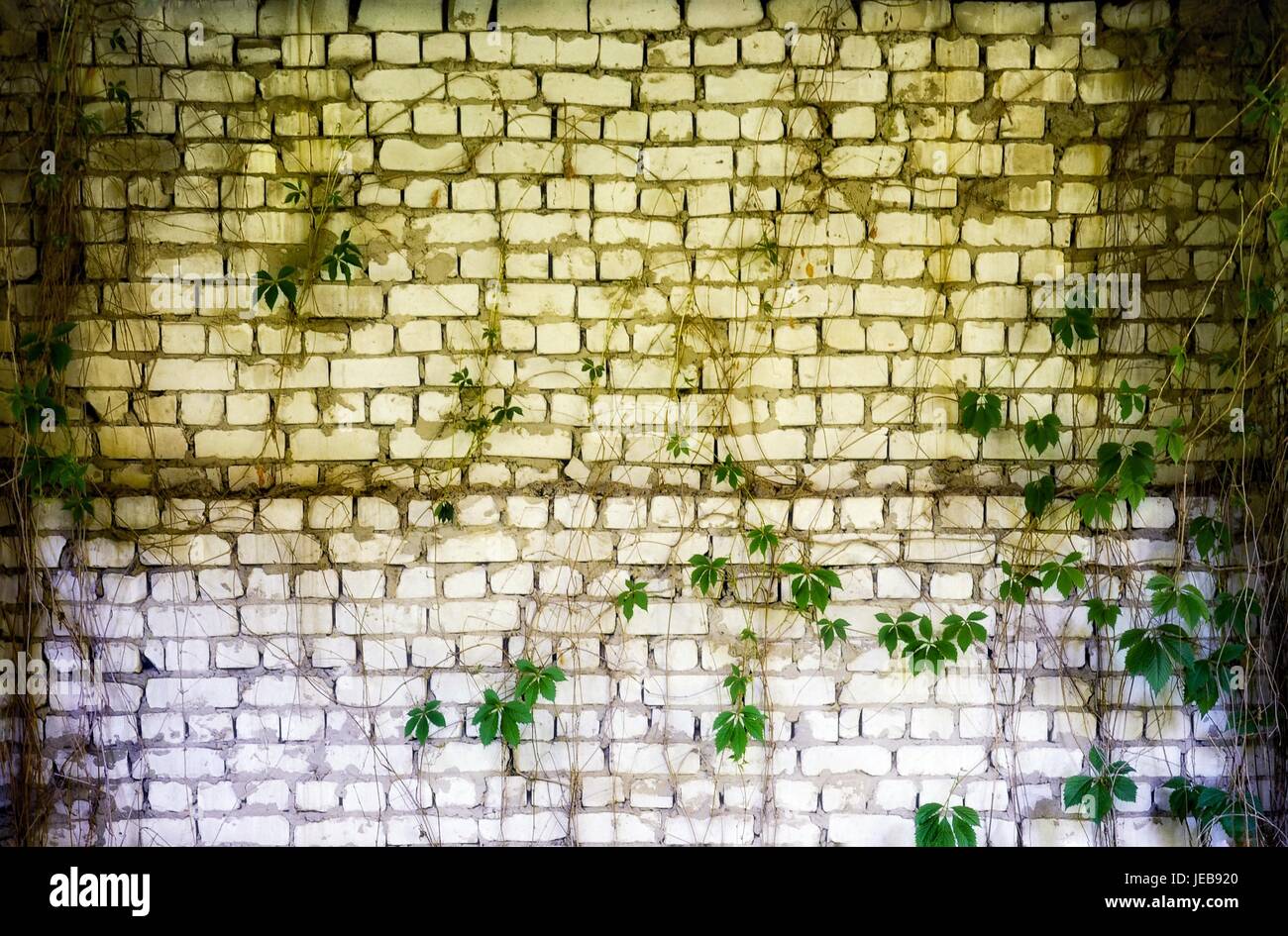 Muro di mattoni con ricoperta di edera Foto Stock