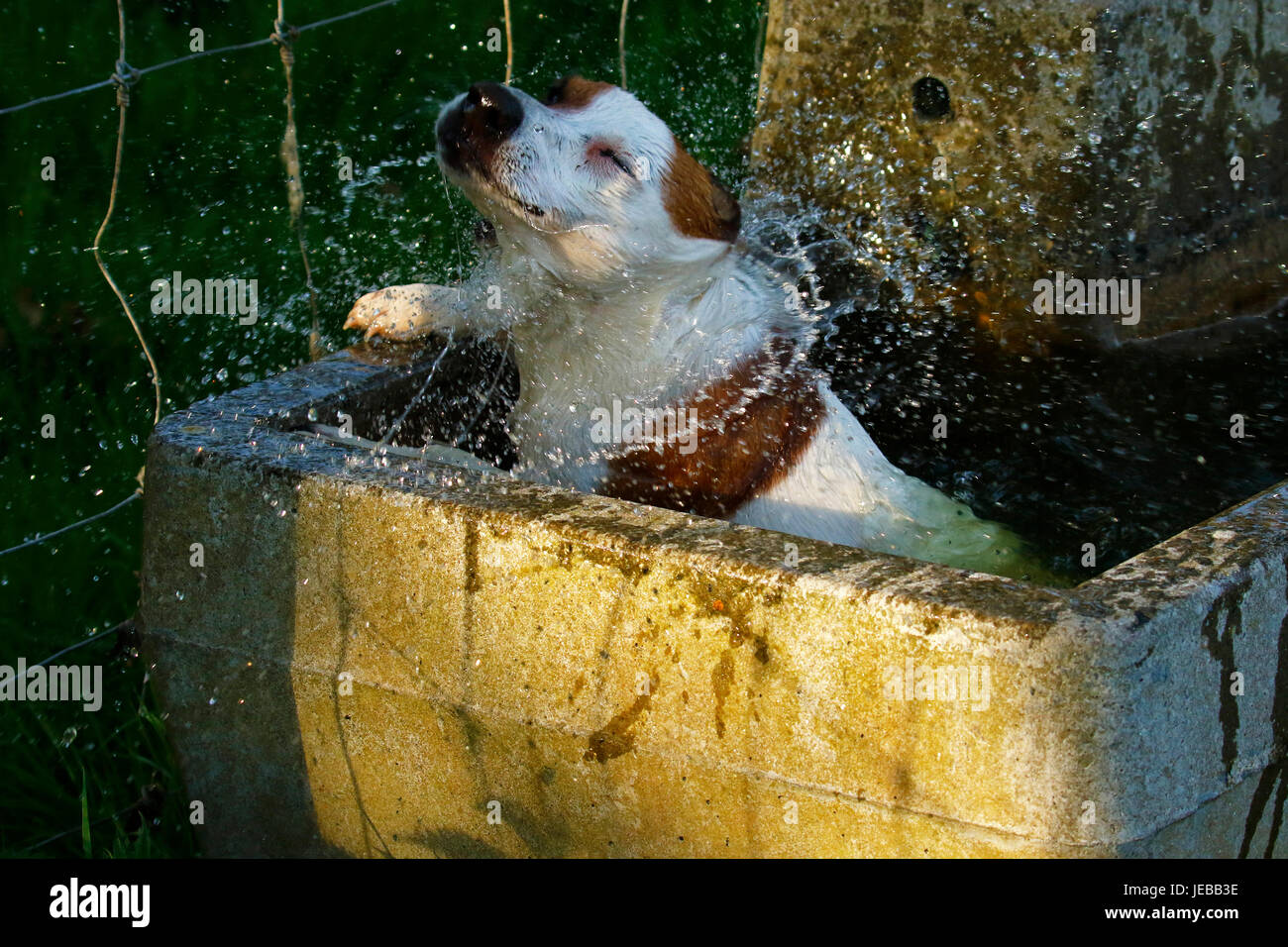 Jack Russell Terrier Il raffreddamento in un trogolo di acqua Foto Stock