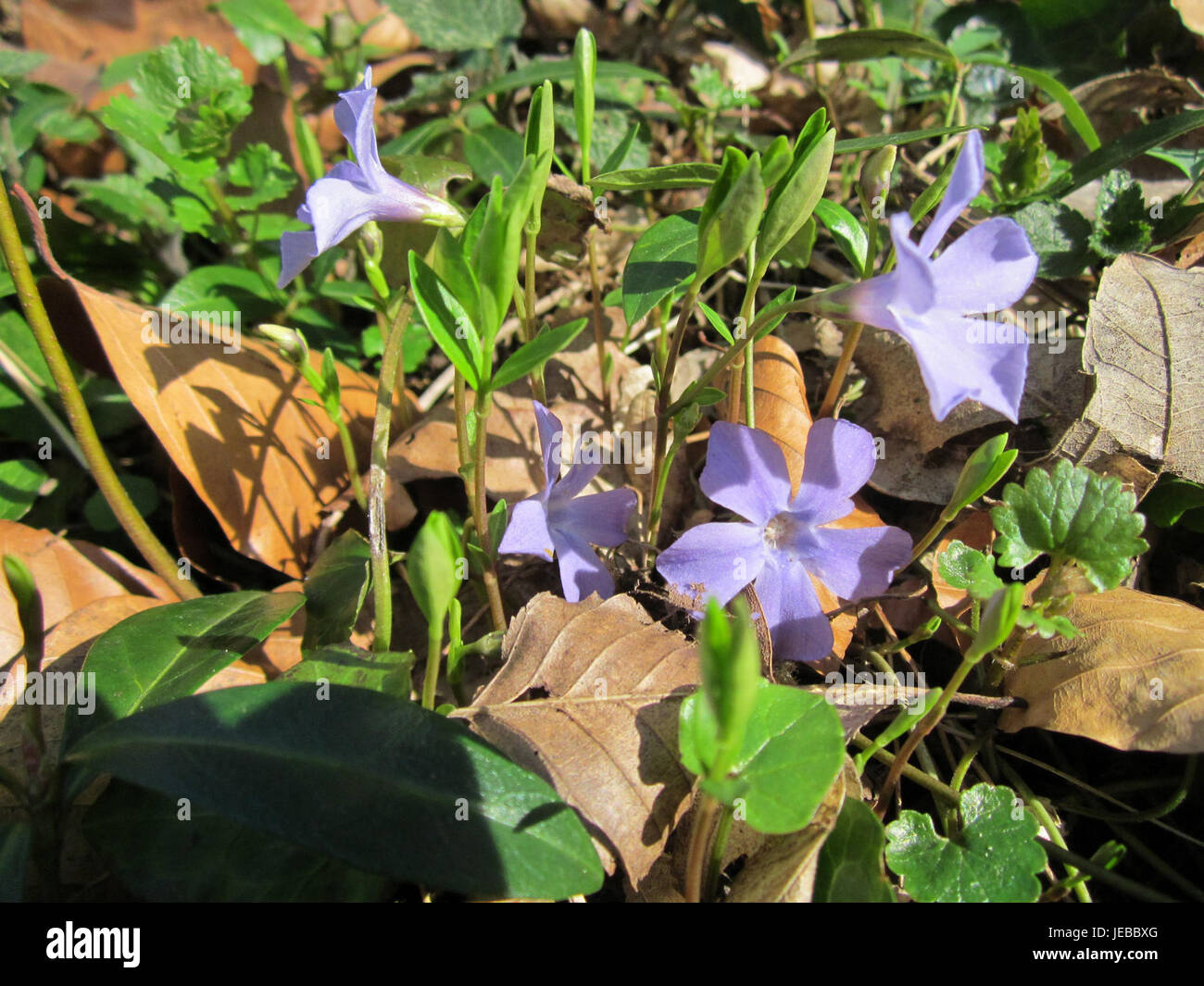 Immergruen Altlussheim è un'area verde situata ad Altlussheim, in Germania, conosciuta per la sua vegetazione lussureggiante e il suo significato ambientale. Funge da spazio comunitario e riserva naturale per la fauna locale. Foto Stock