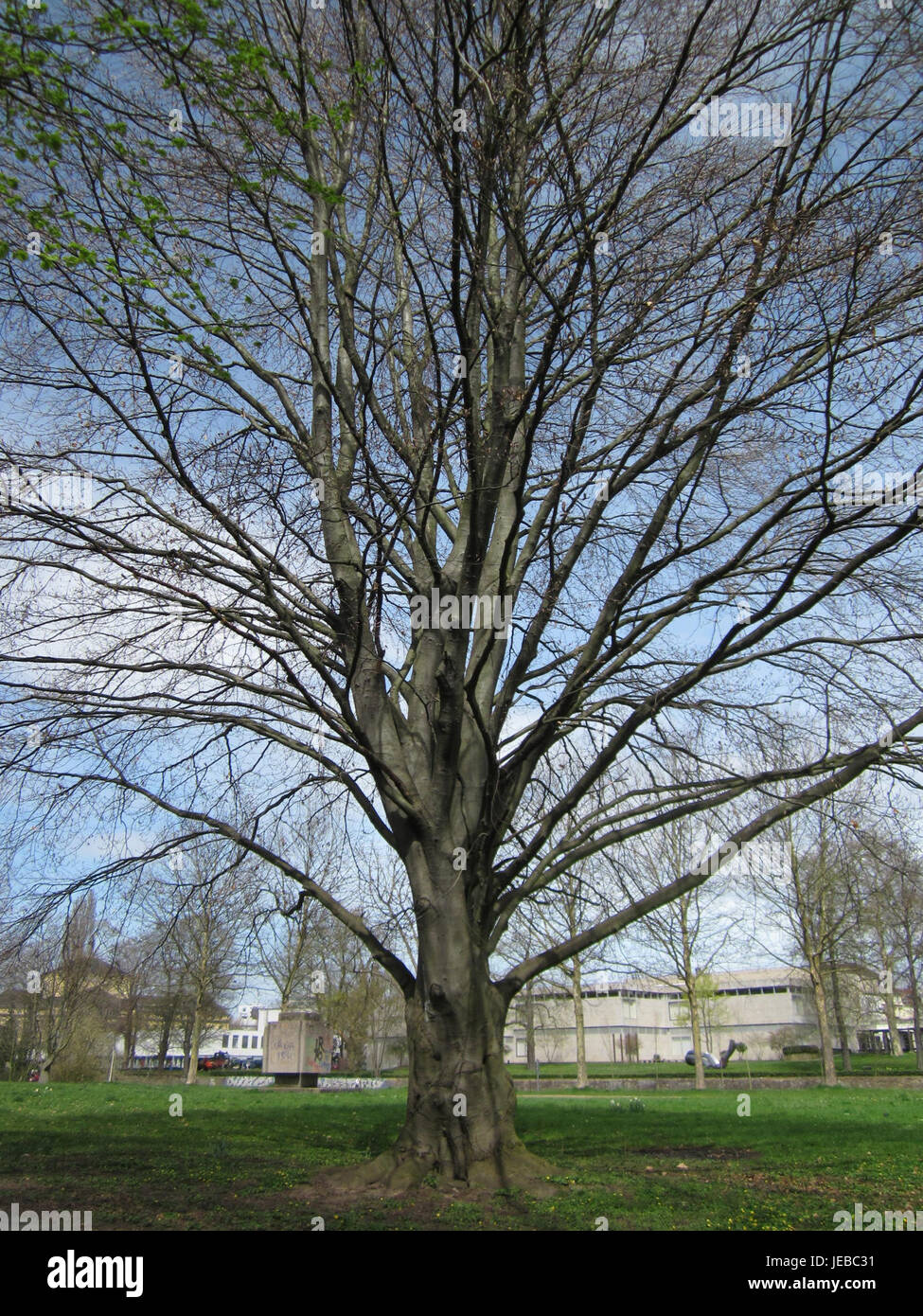 Questa immagine raffigura un faggio (Fagus sylvatica) a Saarbrücken, Germania. L'albero è noto per la sua corteccia liscia e le ampie foglie verdi, comuni nelle foreste europee. Il faggio è una specie prominente nelle foreste della regione, contribuendo all'ecosistema locale. Foto Stock