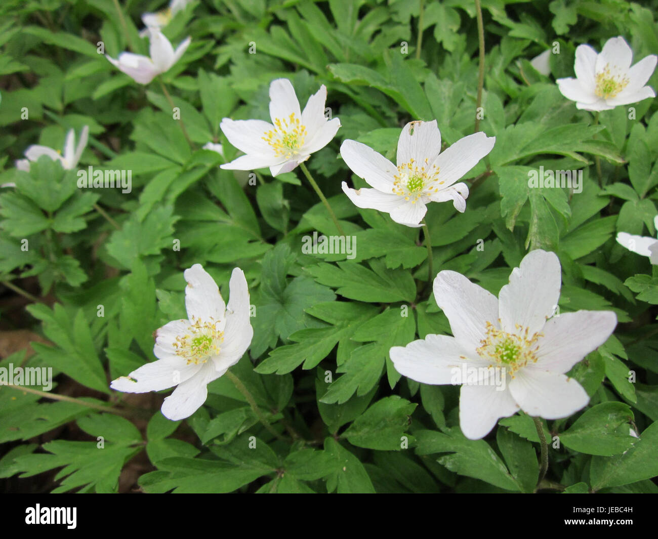 Questa fotografia scattata il 18 aprile 2013 mostra il Buschwindröschen, noto anche come anemone di legno (Anemone nemorosa), una pianta fiorita primaverile comunemente presente nei boschi europei. La pianta è caratterizzata dai suoi fiori da bianco a viola pallido ed è spesso associata ai primi segni della primavera. Foto Stock