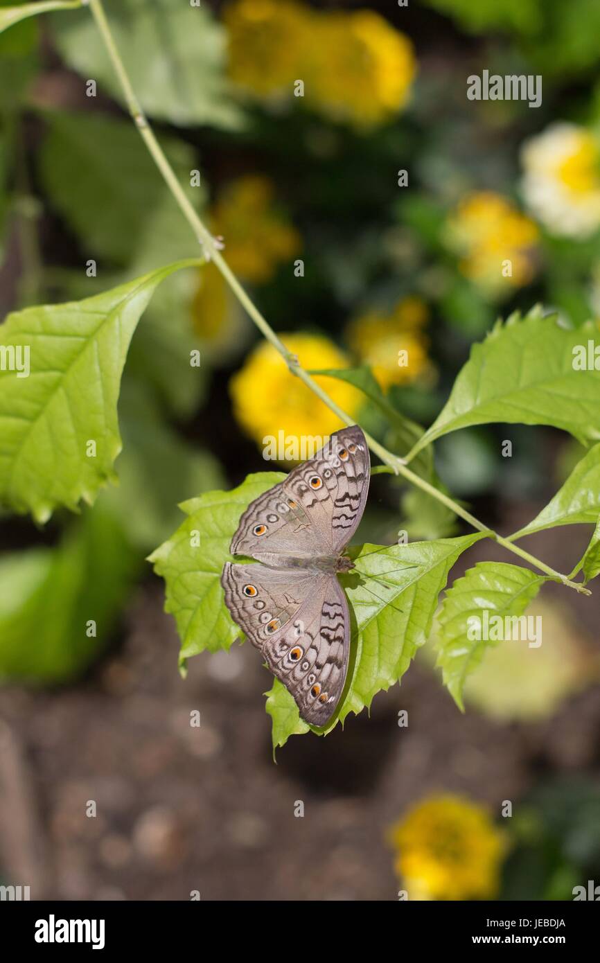 Una farfalla marrone su una foglia verde. Foto Stock