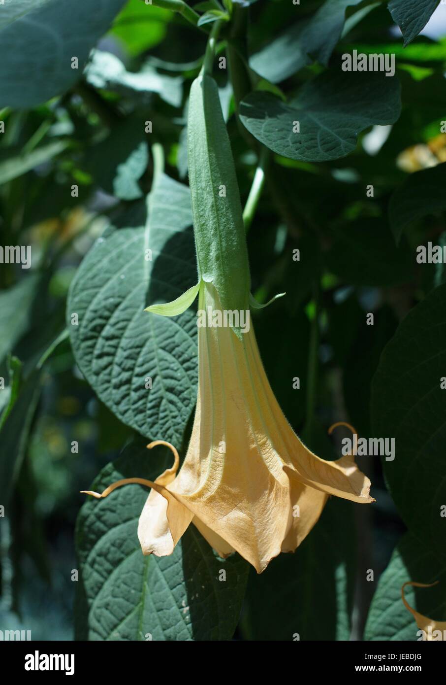 Una chiusura di un angelo tromba fiore. Foto Stock