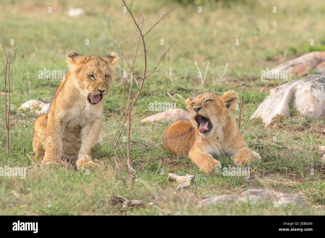 Lion cubs sbadigli nel Maasai Mara Foto Stock