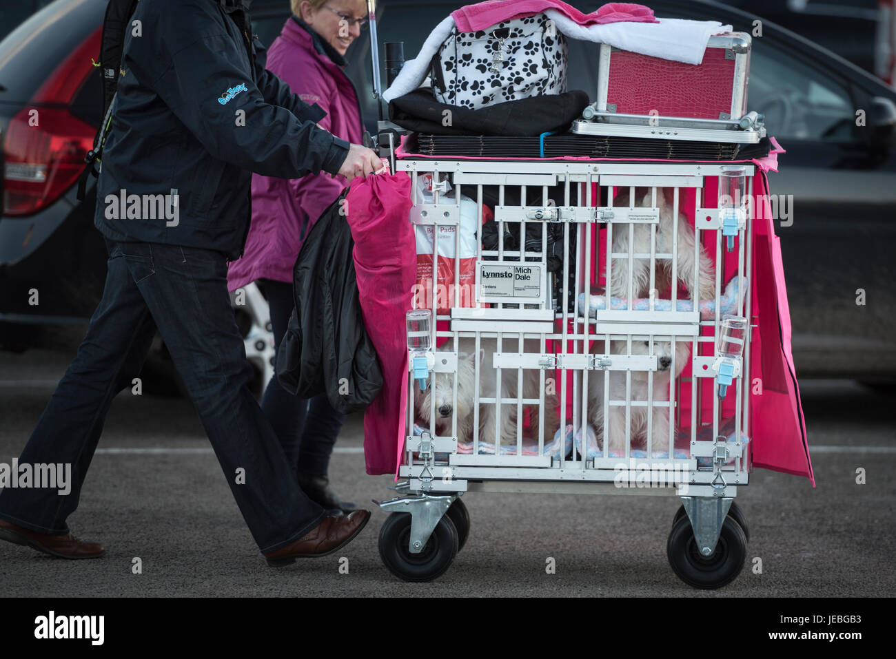 NEC di Birmingham, Inghilterra, Regno Unito. Il 9 marzo 2017. Nella foto: i partecipanti e i loro West Highland White Terrier, comunemente noto come Westies, arrivano al Foto Stock