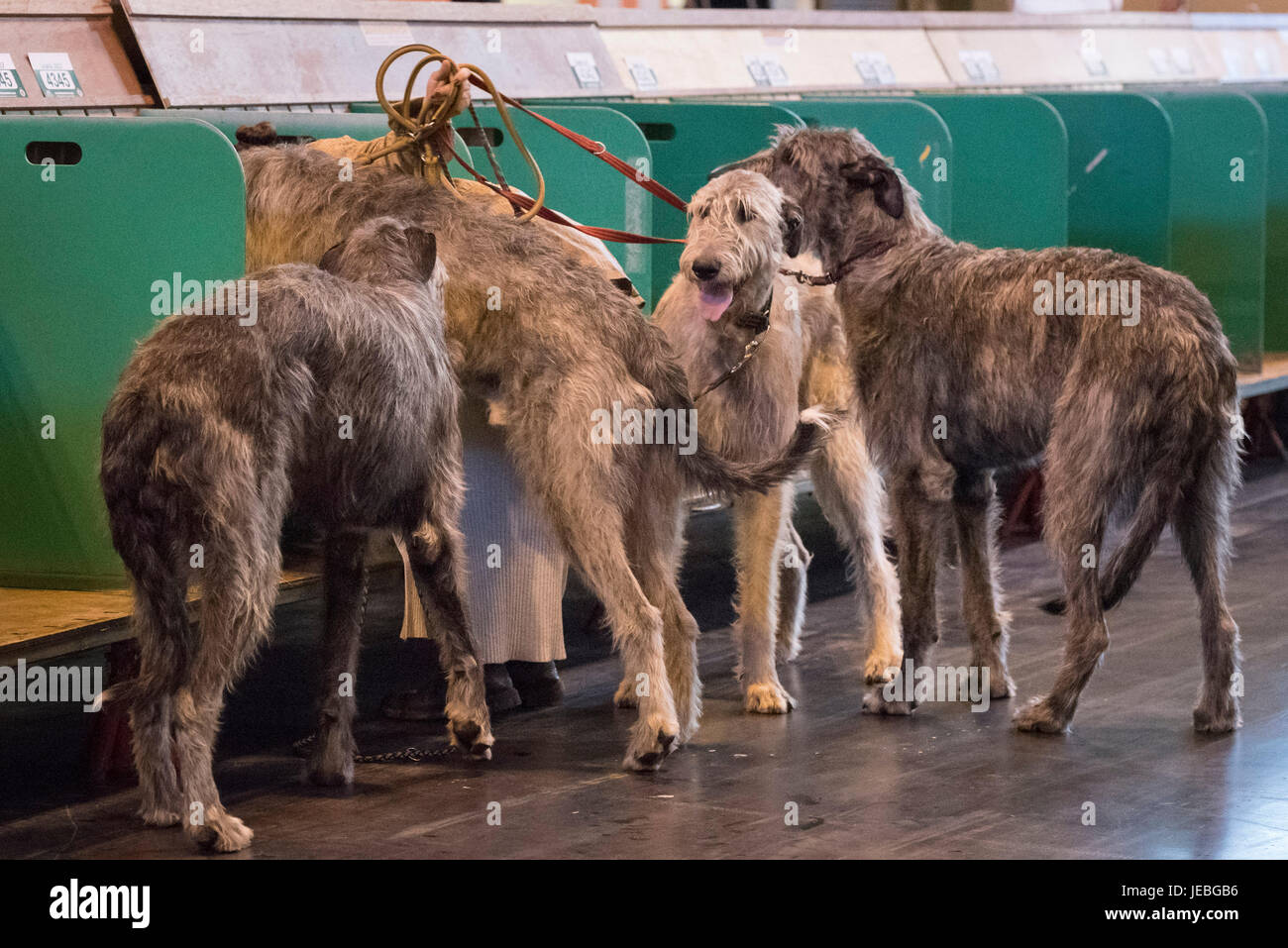 NEC di Birmingham, Inghilterra, Regno Unito. Il 9 marzo 2017. Nella foto: Un partecipante arriva al NEC insieme con i suoi quattro Irish Wolfhound. / Organizzato per la prima volta nel 1891 Foto Stock