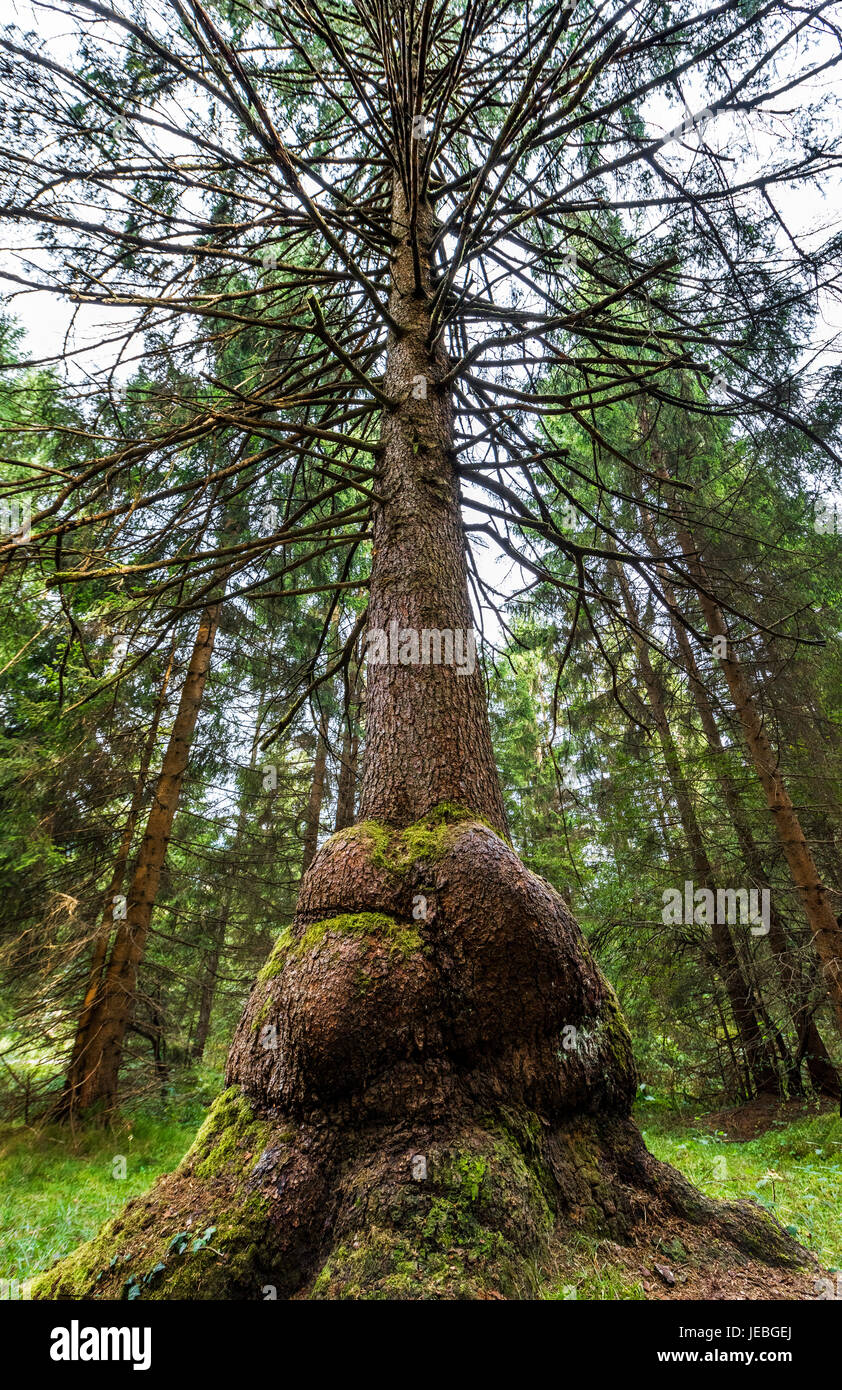Insolitamente a forma di tronco di albero in foresta bavarese Foto Stock