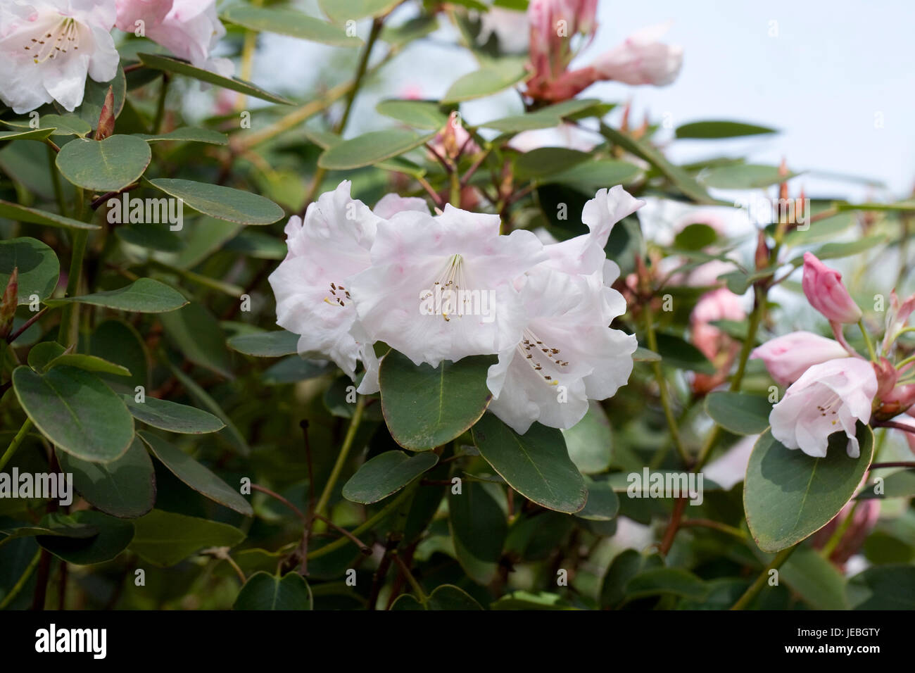 Rhododendron Naomi fiori in primavera. Foto Stock