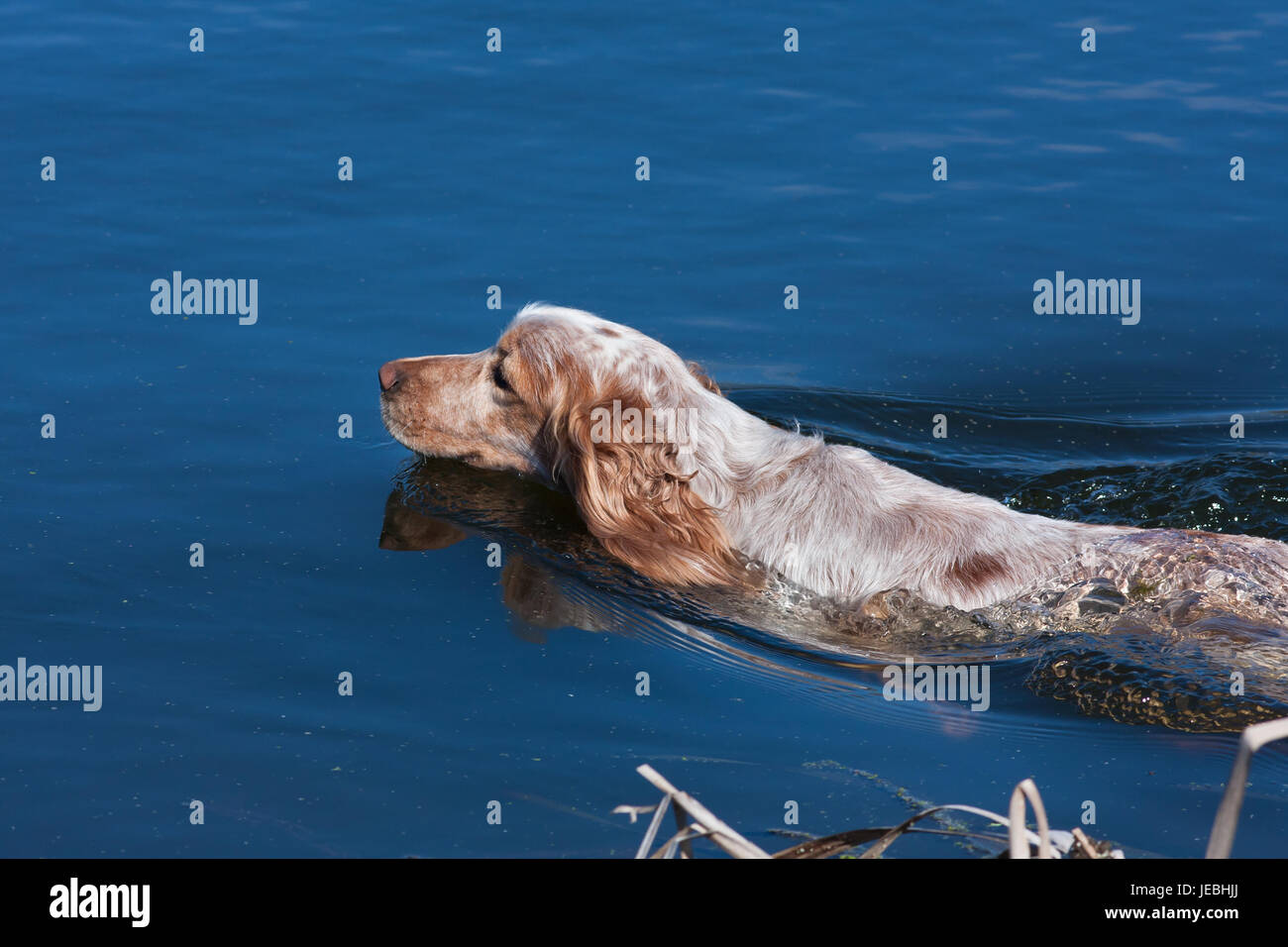 Cane da caccia épagneul nuotare nel fiume Foto Stock