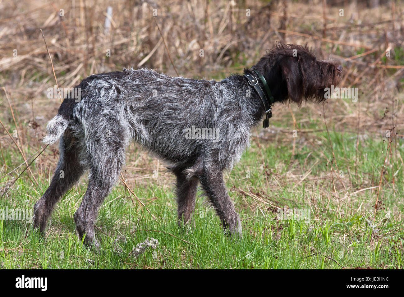 Cane da caccia tedesco puntatore wirehaired in piedi sul campo Foto Stock