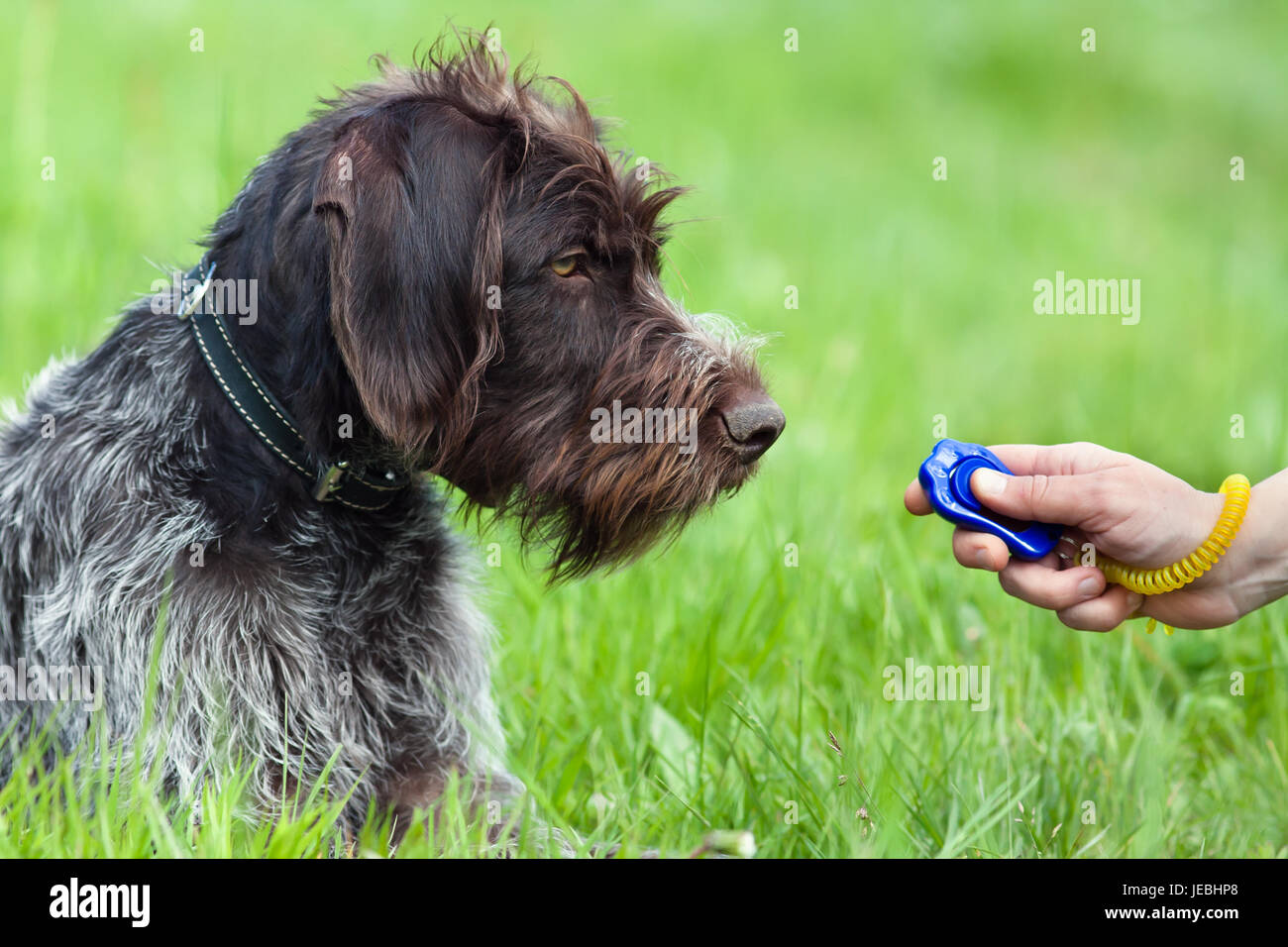 Cane da caccia e la donna mano con clicker Foto Stock
