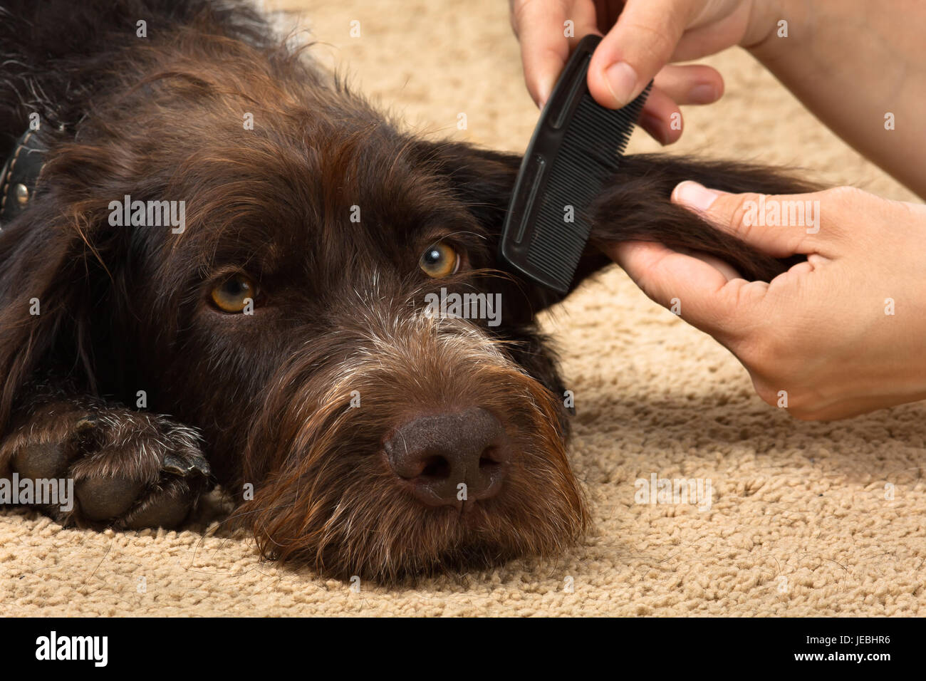 Le mani la pettinatura dei capelli del cane a casa Foto Stock