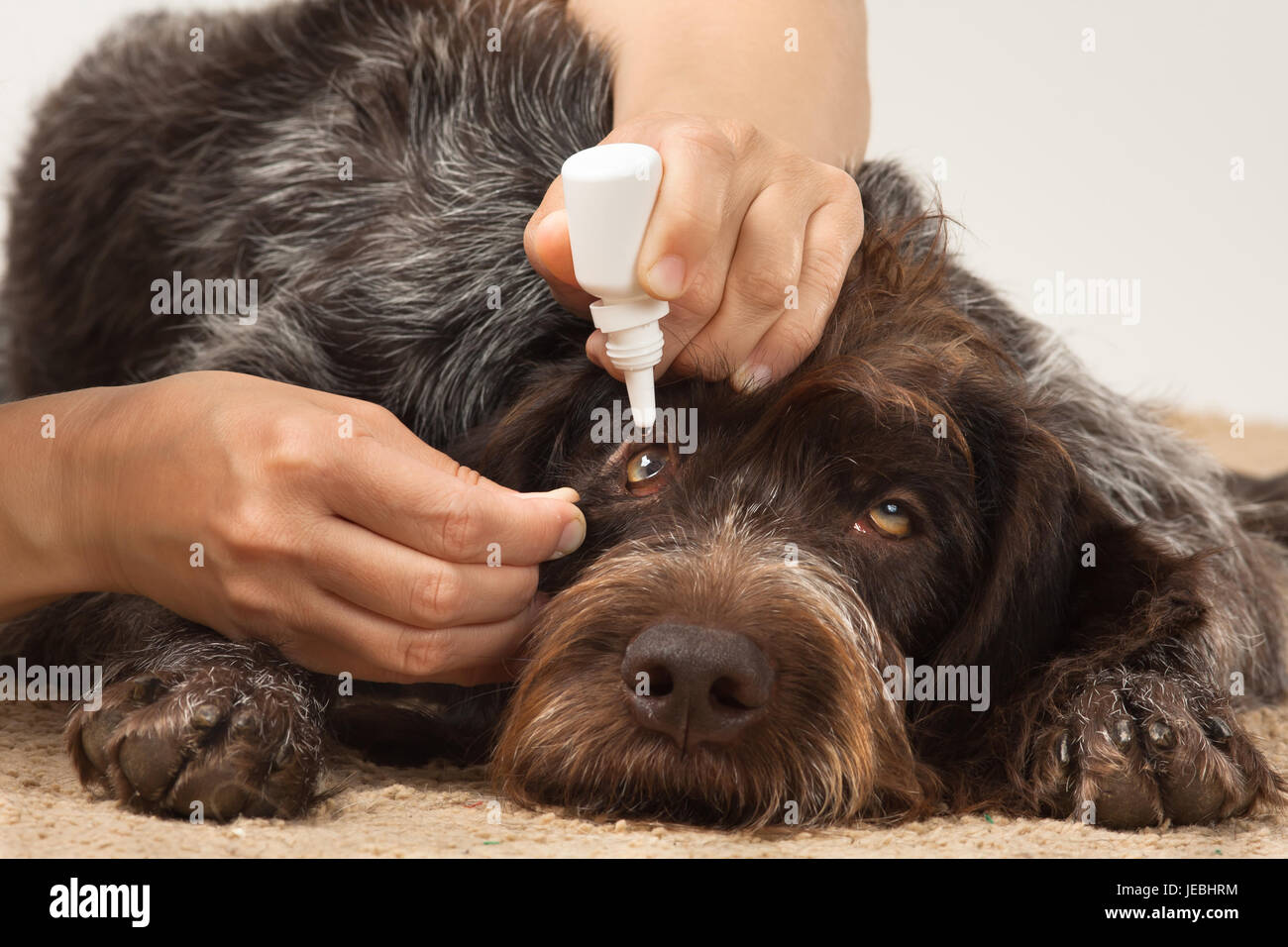 Le mani della donna il gocciolamento gocce per gli occhi di cane Foto Stock