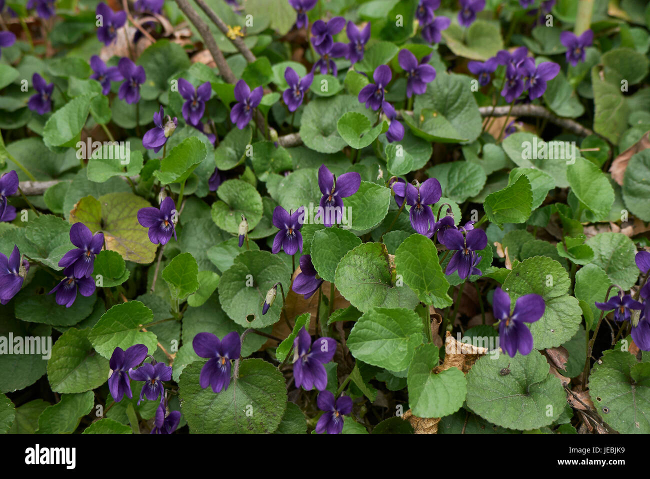 viola odorota Foto Stock