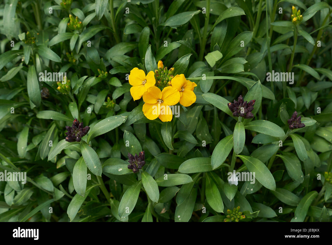 Erysimum cheiri Foto Stock