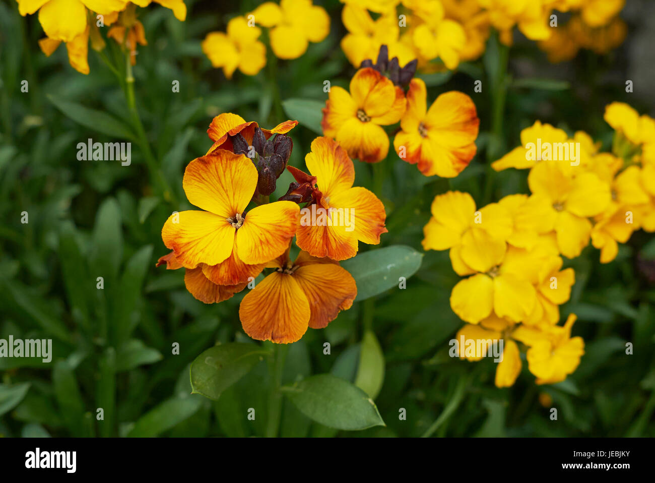 Erysimum cheiri Foto Stock